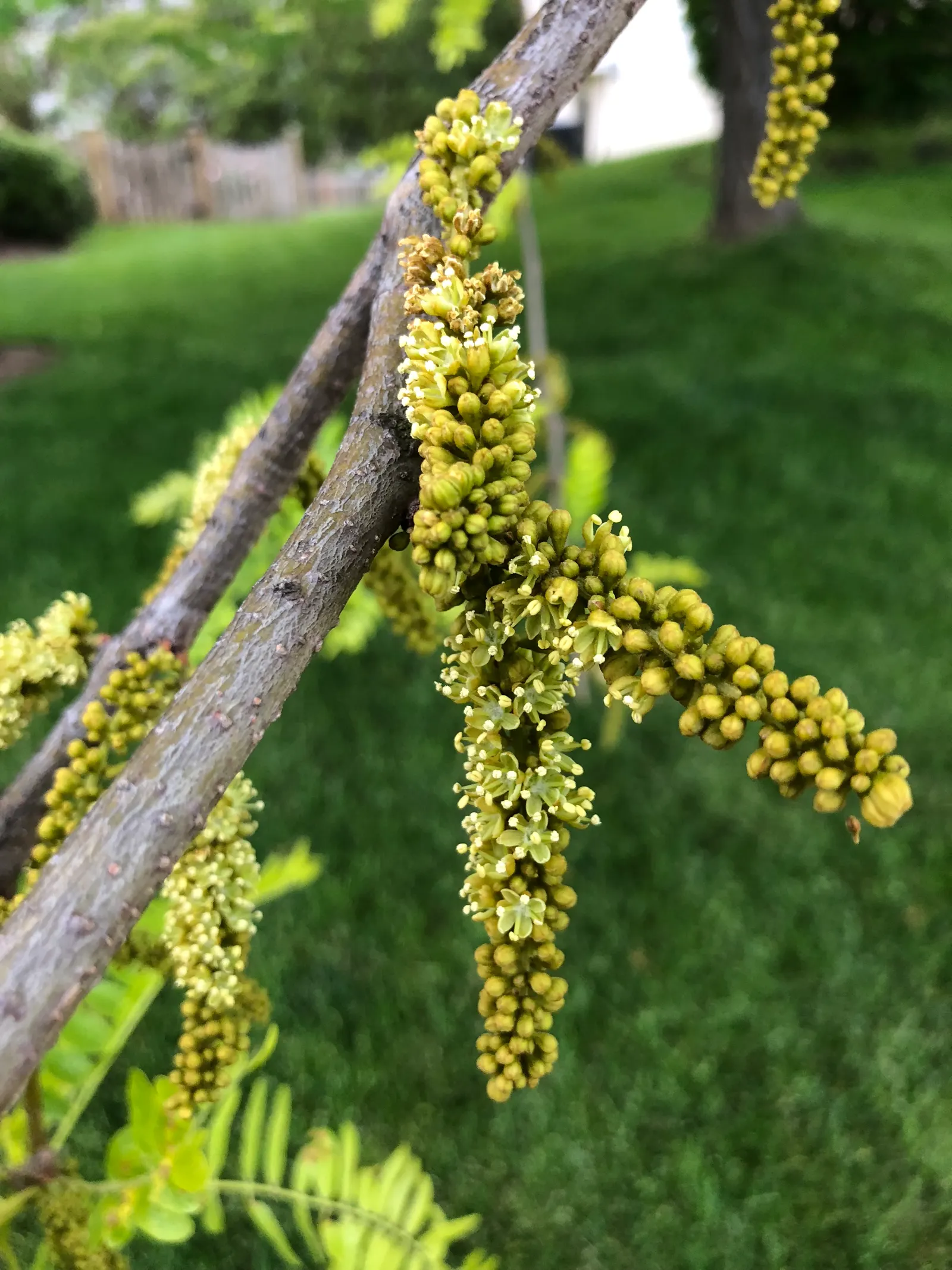 Sunburst Honey Locust (Gleditsia Triacanthos 'Sunburst') — providing a canopy with dappled shade that permits the growth of a diverse underplanting