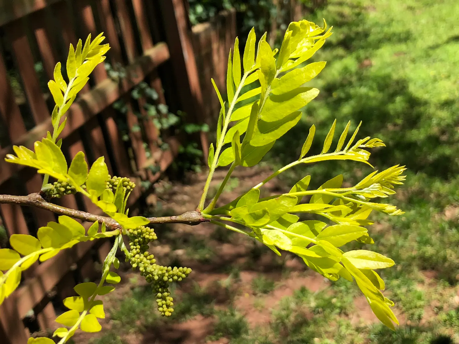 Sunburst Honey Locust (Gleditsia Triacanthos 'Sunburst') — in contrast to its parent species; which gradually transition to a fresh