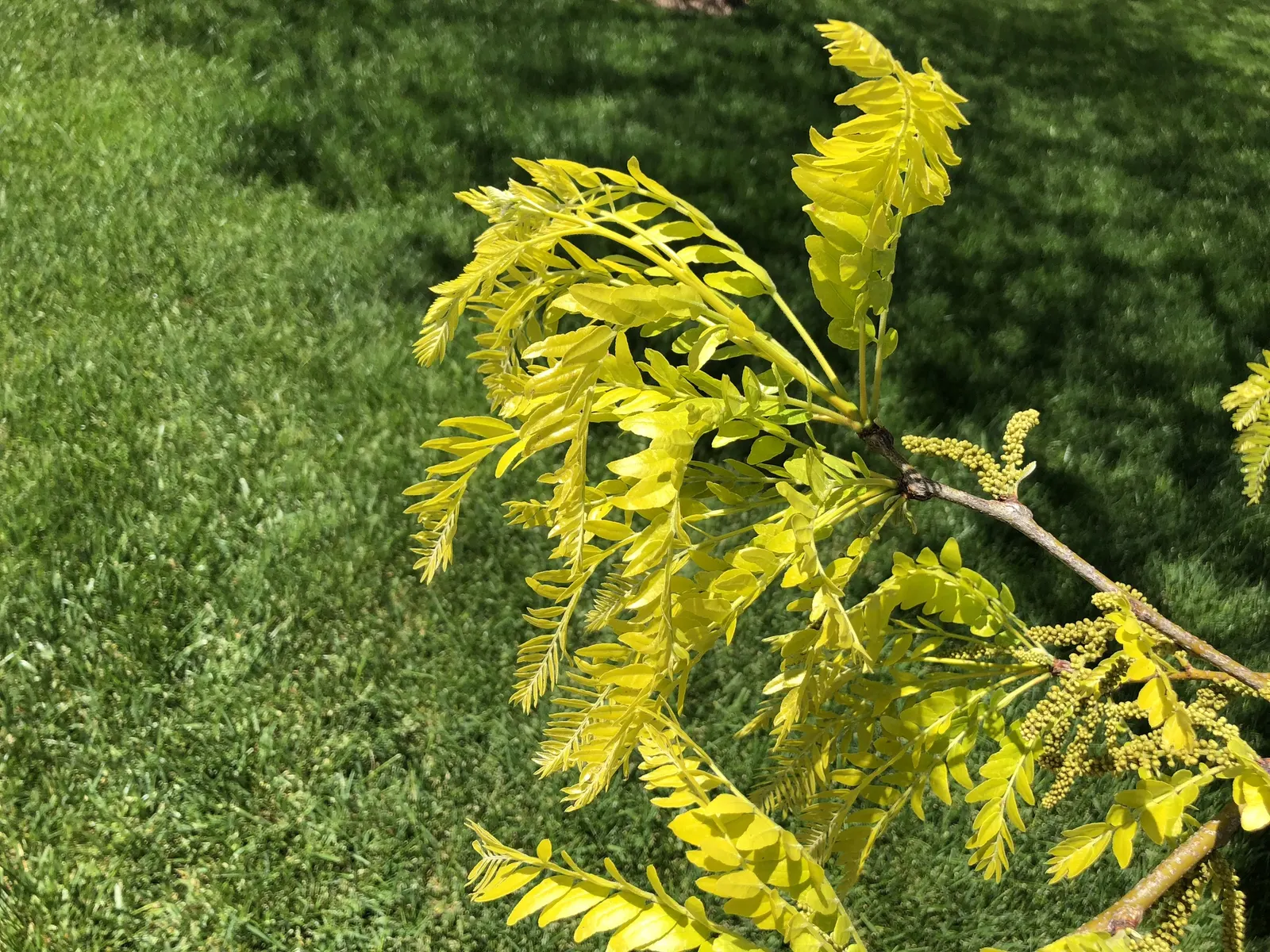 Sunburst Honey Locust (Gleditsia Triacanthos 'Sunburst') — This thornless cultivar reaches up to 30 feet in height with a similar spread, offering, image 26
