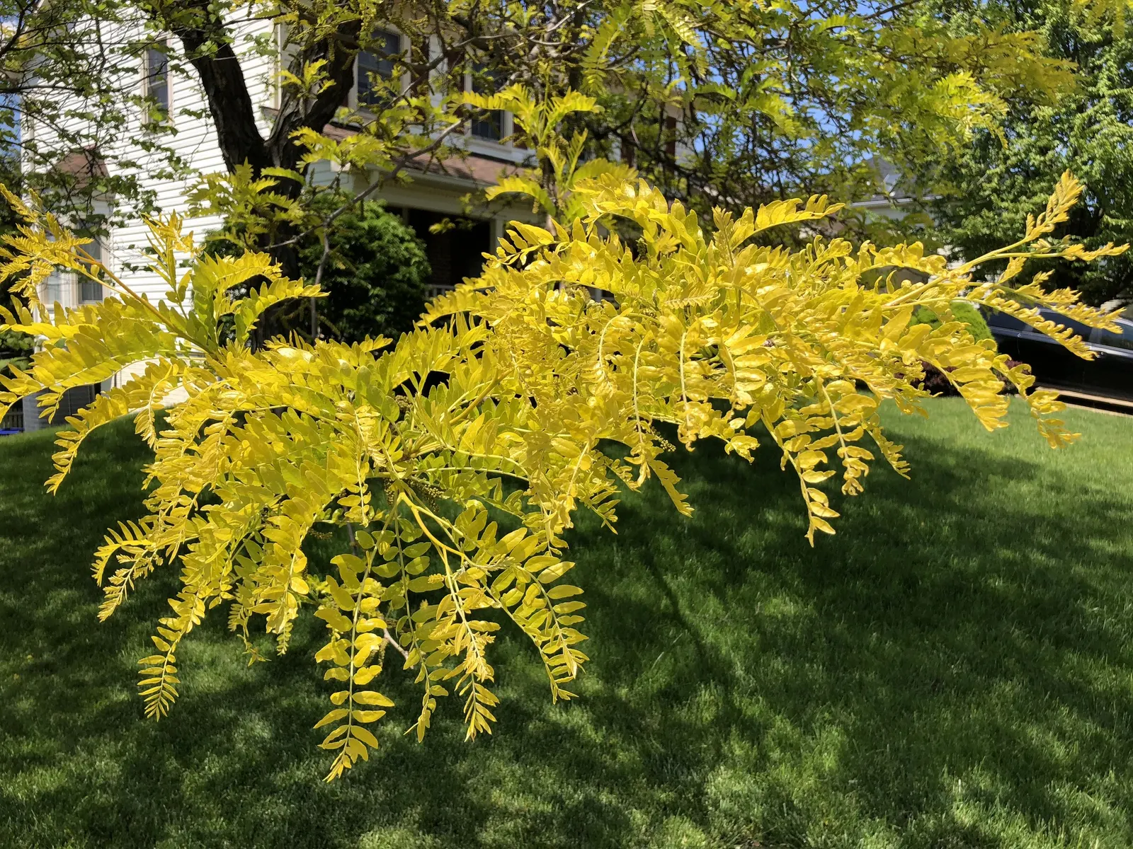 Sunburst Honey Locust (Gleditsia Triacanthos 'Sunburst') — the Sunburst Honey Locust is highly valued; providing a canopy with dappled shade that permits the