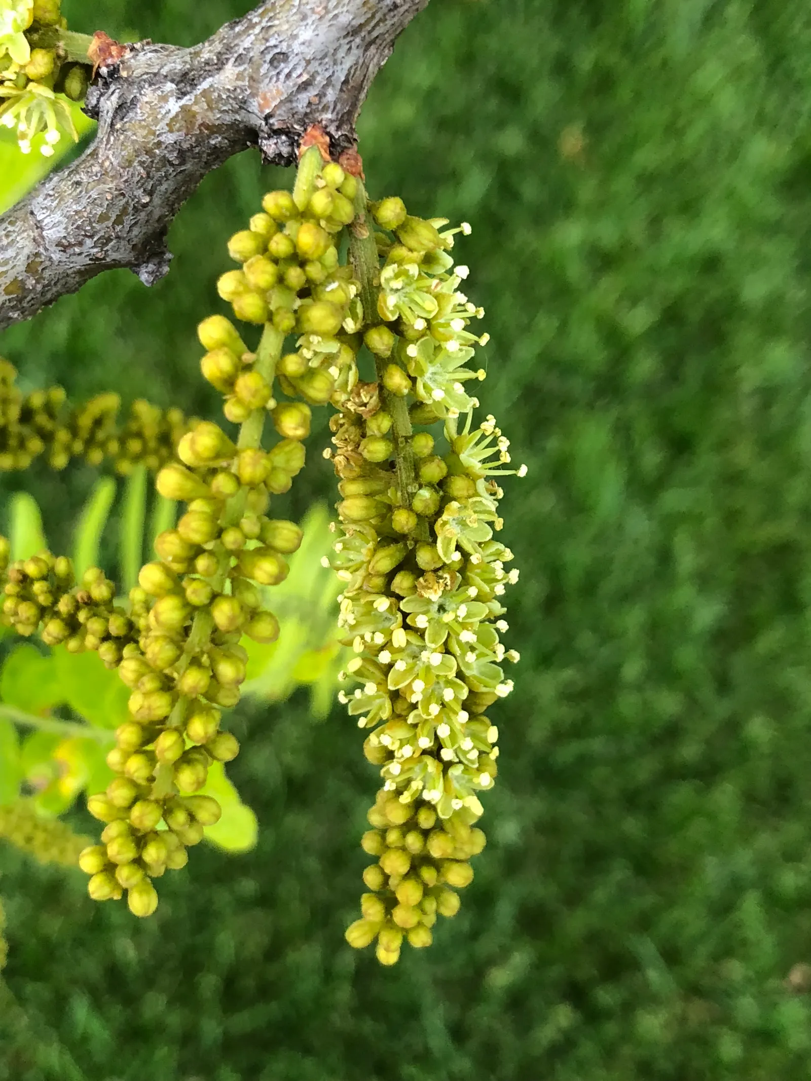 Sunburst Honey Locust (Gleditsia Triacanthos 'Sunburst') — it adds year-round interest with minimal maintenance
