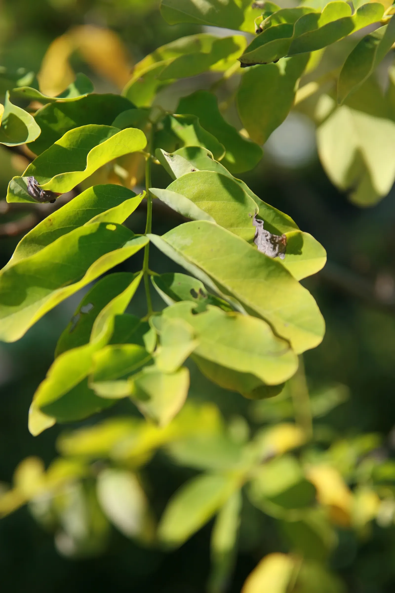 Sunburst Honey Locust (Gleditsia Triacanthos 'Sunburst') — <br><br>In the realm of landscape design