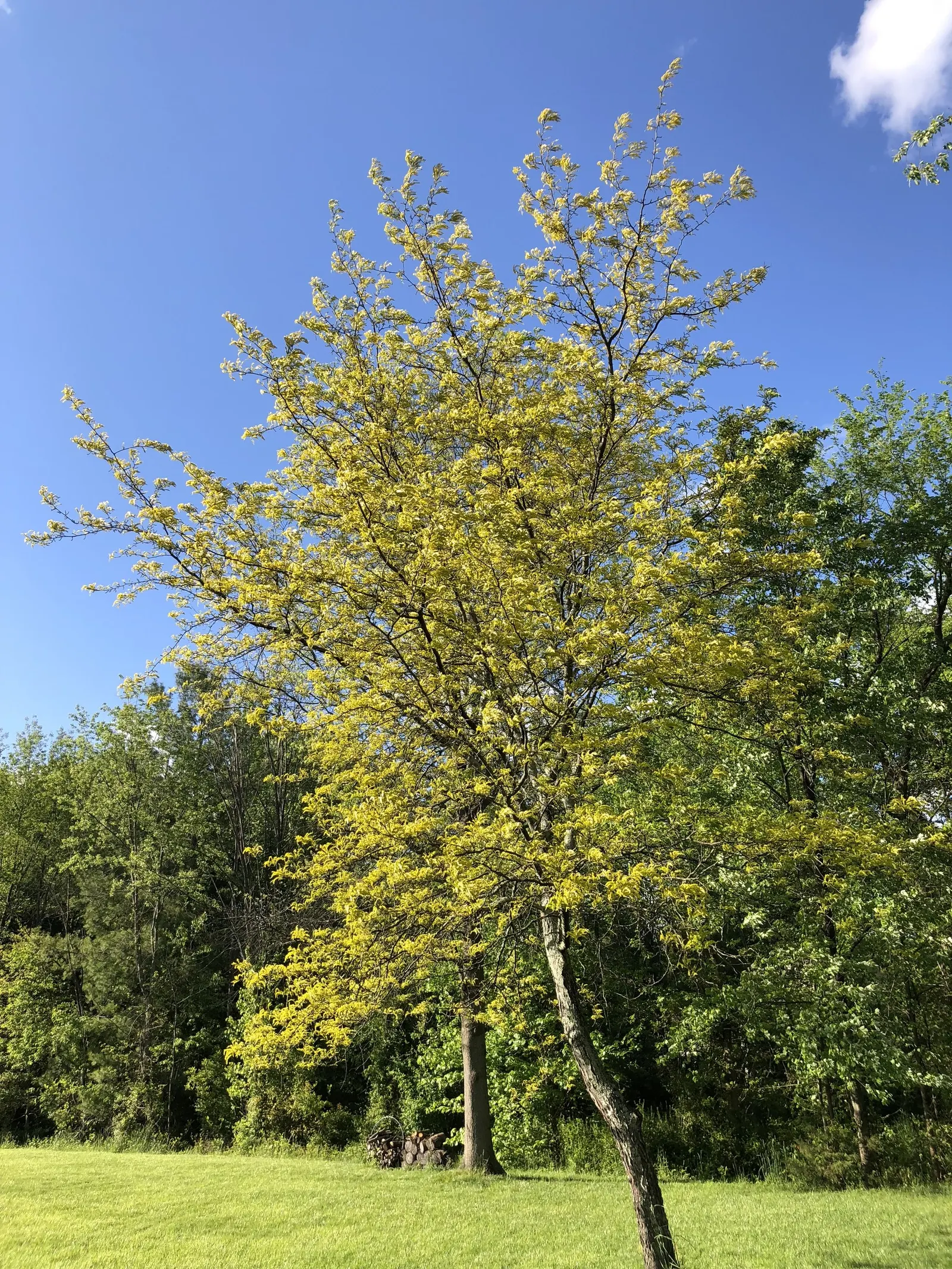 Sunburst Honey Locust (Gleditsia Triacanthos 'Sunburst') — delicate leaves turn an unassuming yellow in the fall before dropping