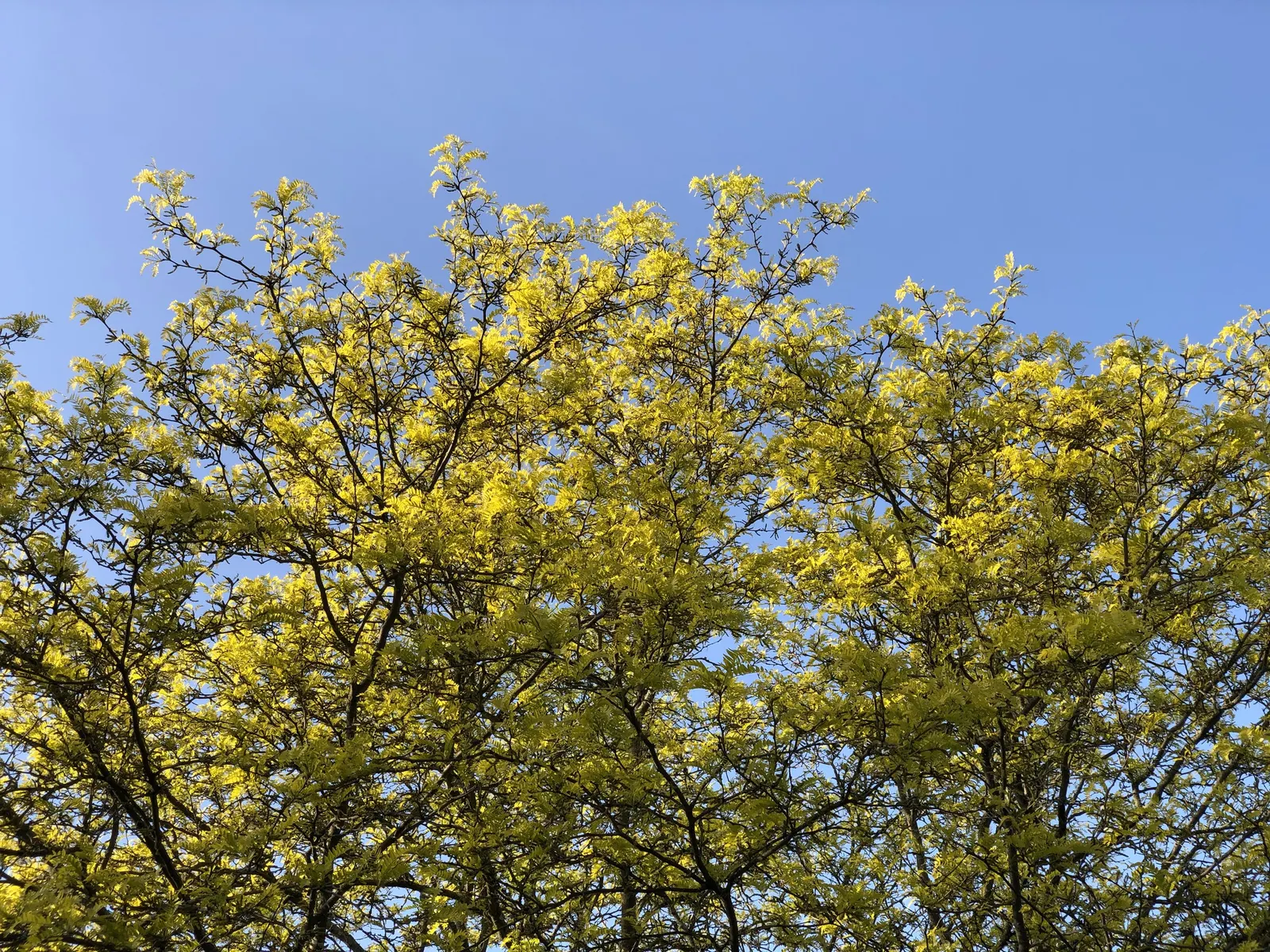 Sunburst Honey Locust (Gleditsia Triacanthos 'Sunburst') — which minimizes the need for seasonal cleanup