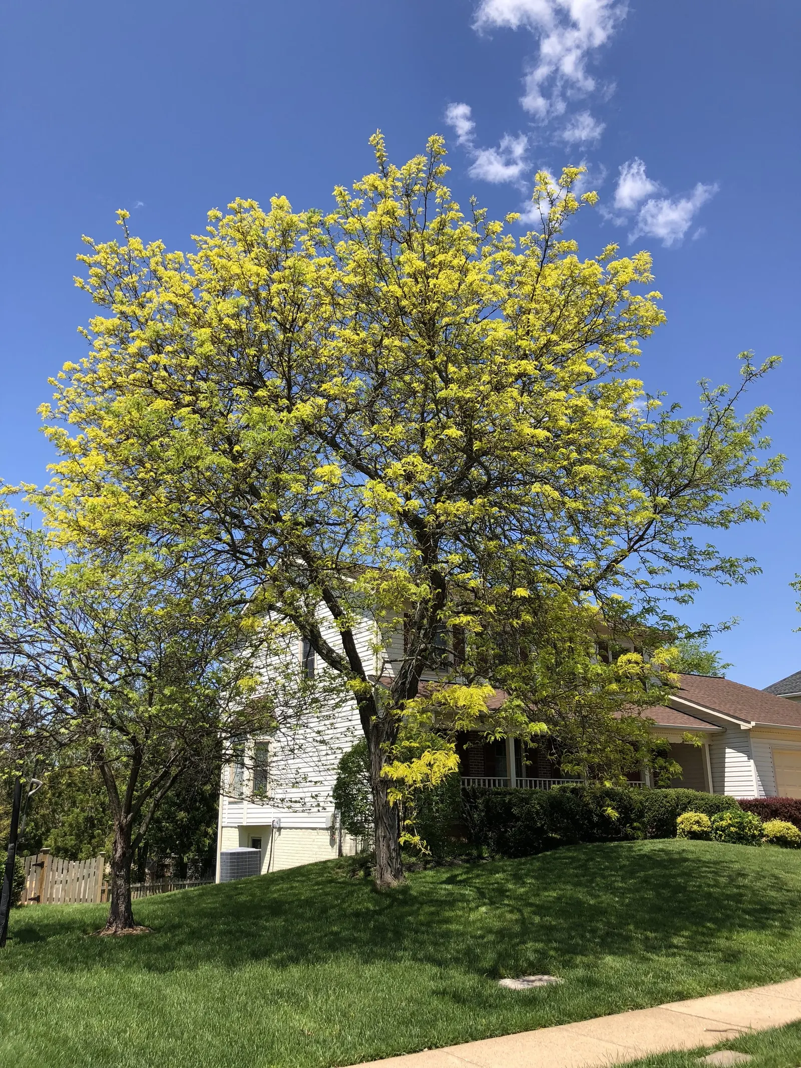 Sunburst Honey Locust (Gleditsia Triacanthos 'Sunburst') — As a landscape architect assistant; it adds year-round interest with minimal maintenance