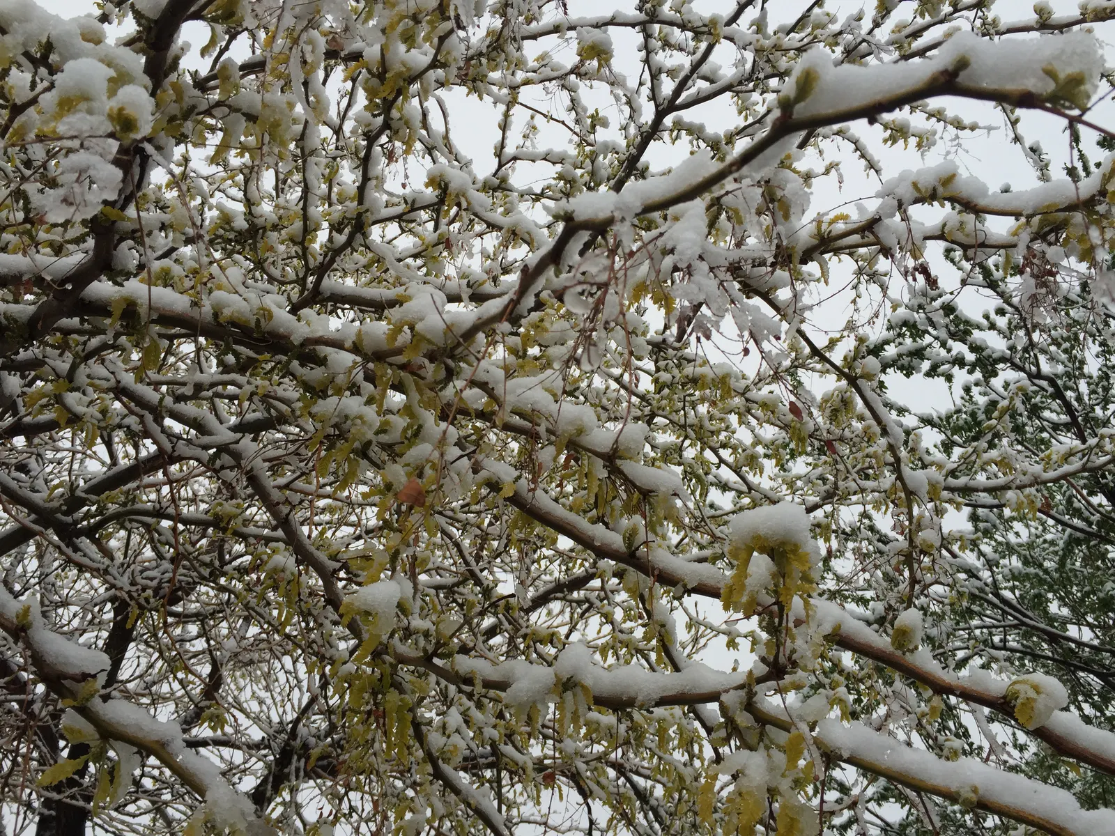 Sunburst Honey Locust (Gleditsia Triacanthos 'Sunburst') — Mature specimens reach approximately 30 to 40 feet in height with a spread of about 30, image 39