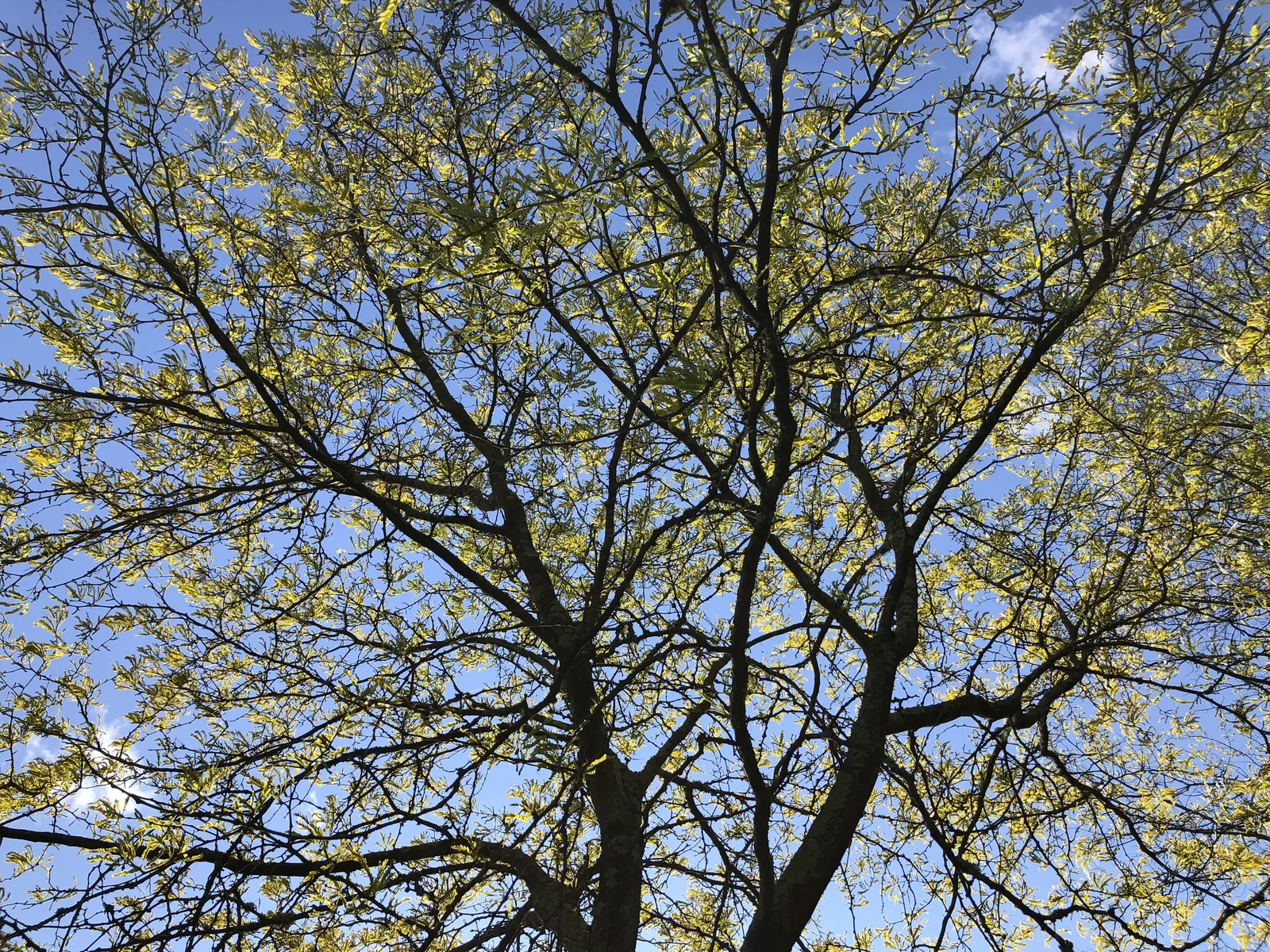 Sunburst Honey Locust (Gleditsia Triacanthos 'Sunburst') — tree for full