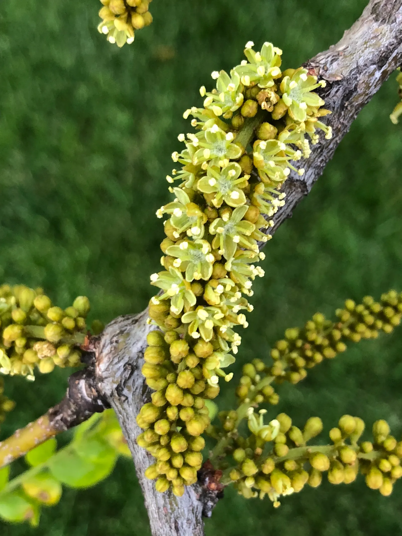 Sunburst Honey Locust (Gleditsia Triacanthos 'Sunburst') — golden-yellow young leaves that emerge in the spring