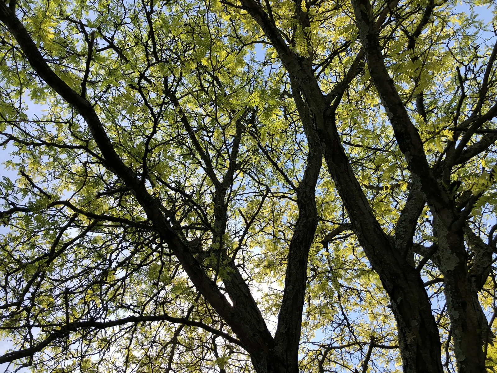 Sunburst Honey Locust (Gleditsia Triacanthos 'Sunburst') — and adaptable to various soil conditions
