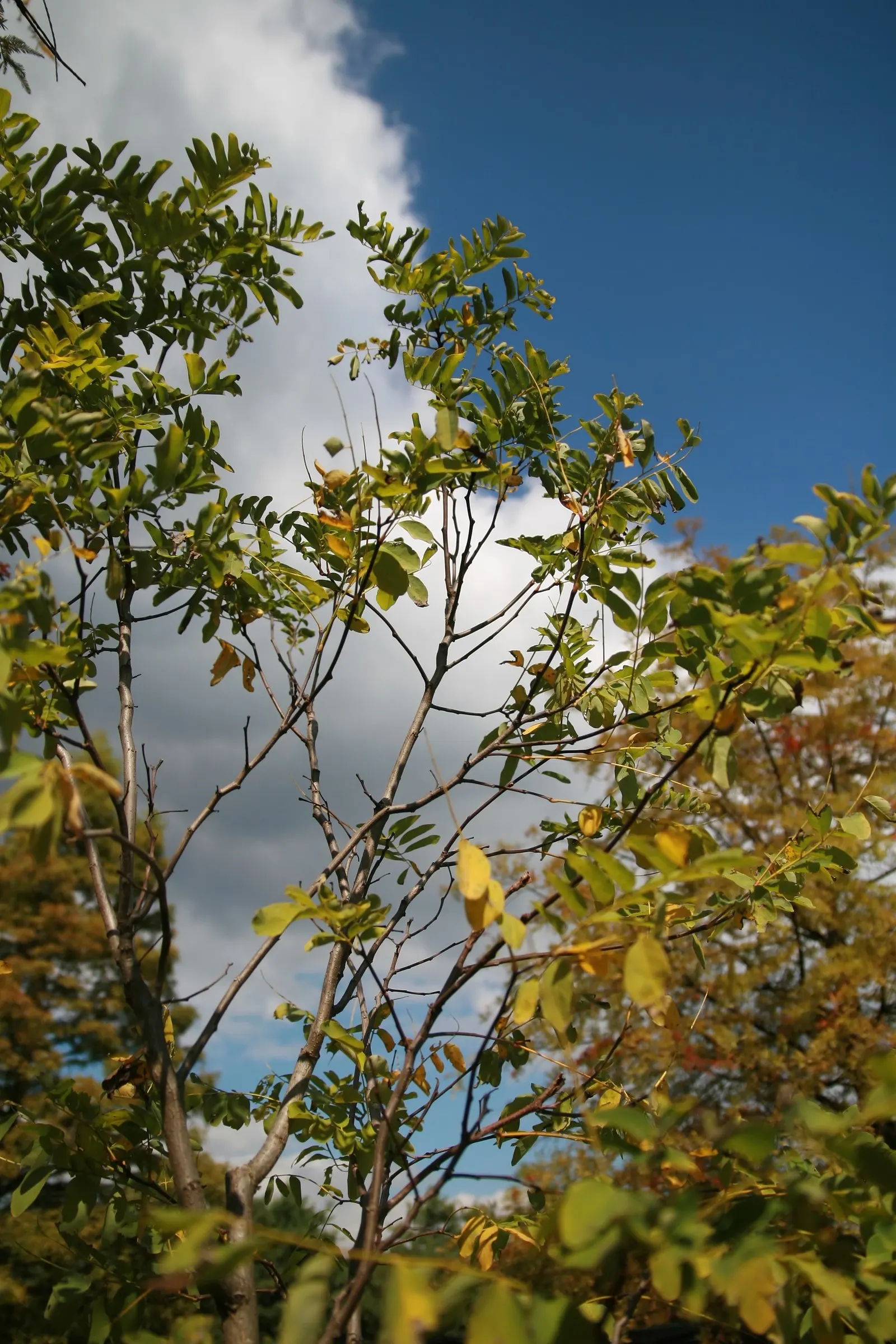 Sunburst Honey Locust (Gleditsia Triacanthos 'Sunburst') — light green as they mature through the summer