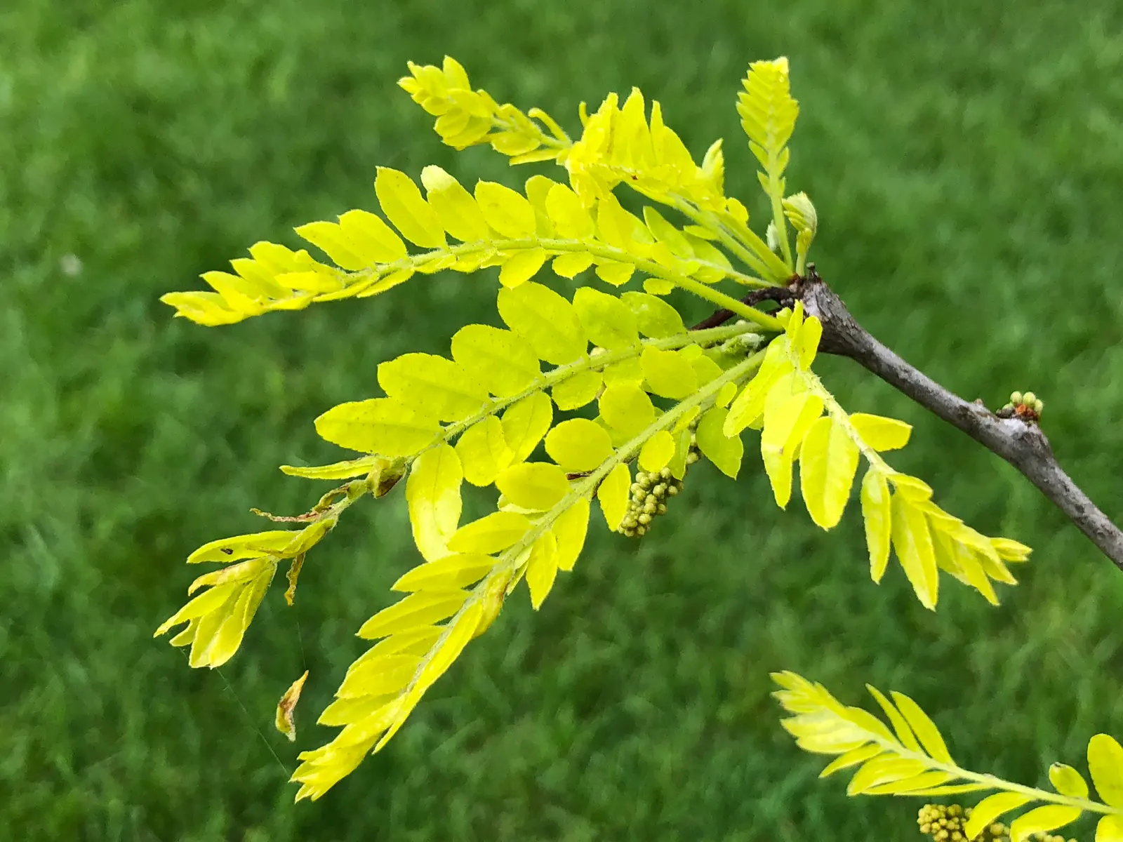 Sunburst Honey Locust (Gleditsia Triacanthos 'Sunburst') — Mature specimens reach approximately 30 to 40 feet in height with a spread of about 30 to 35 feet