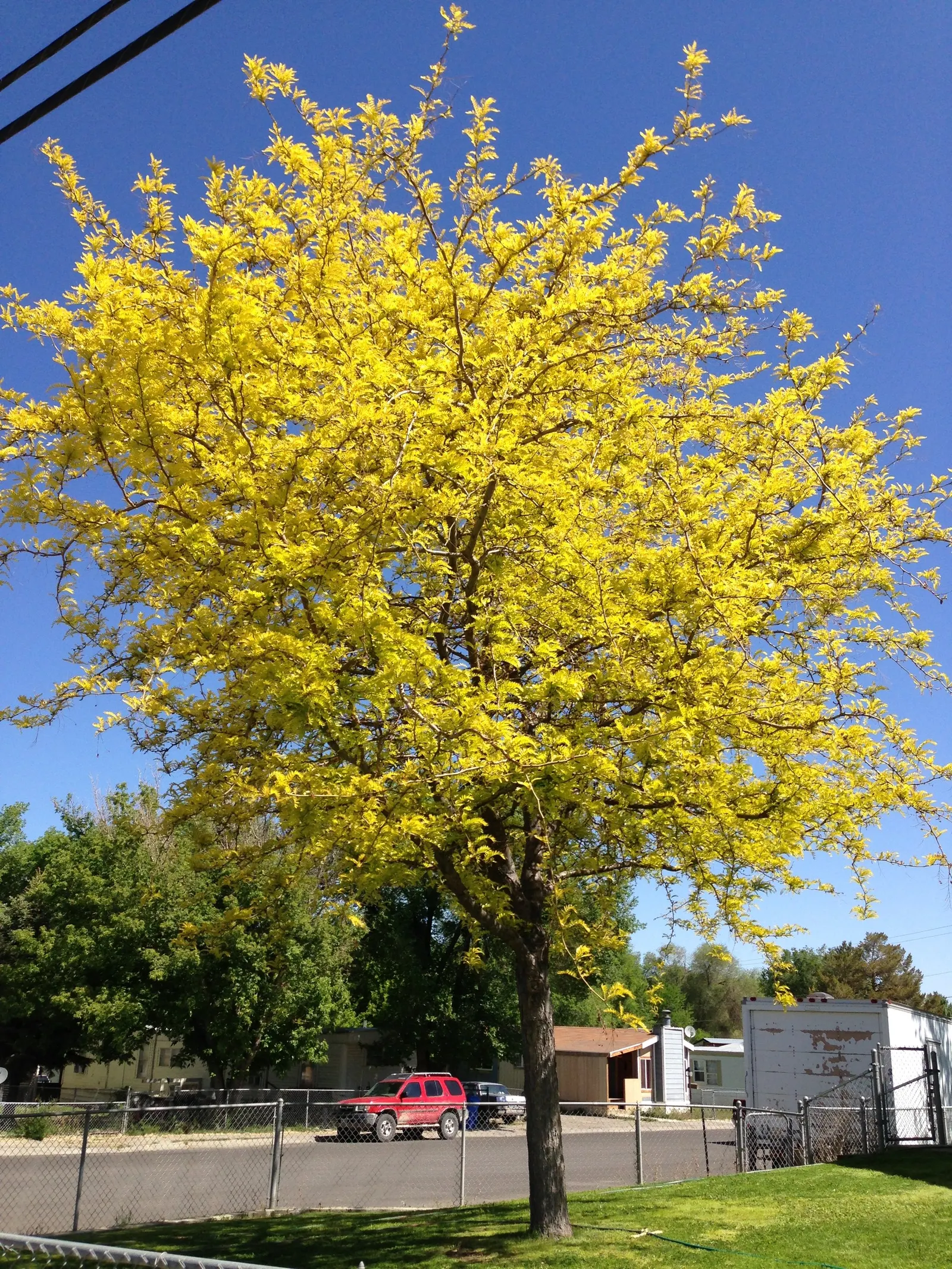 Sunburst Honey Locust (Gleditsia Triacanthos 'Sunburst') — which contributes to its popularity as a low-maintenance option for residential landscapes