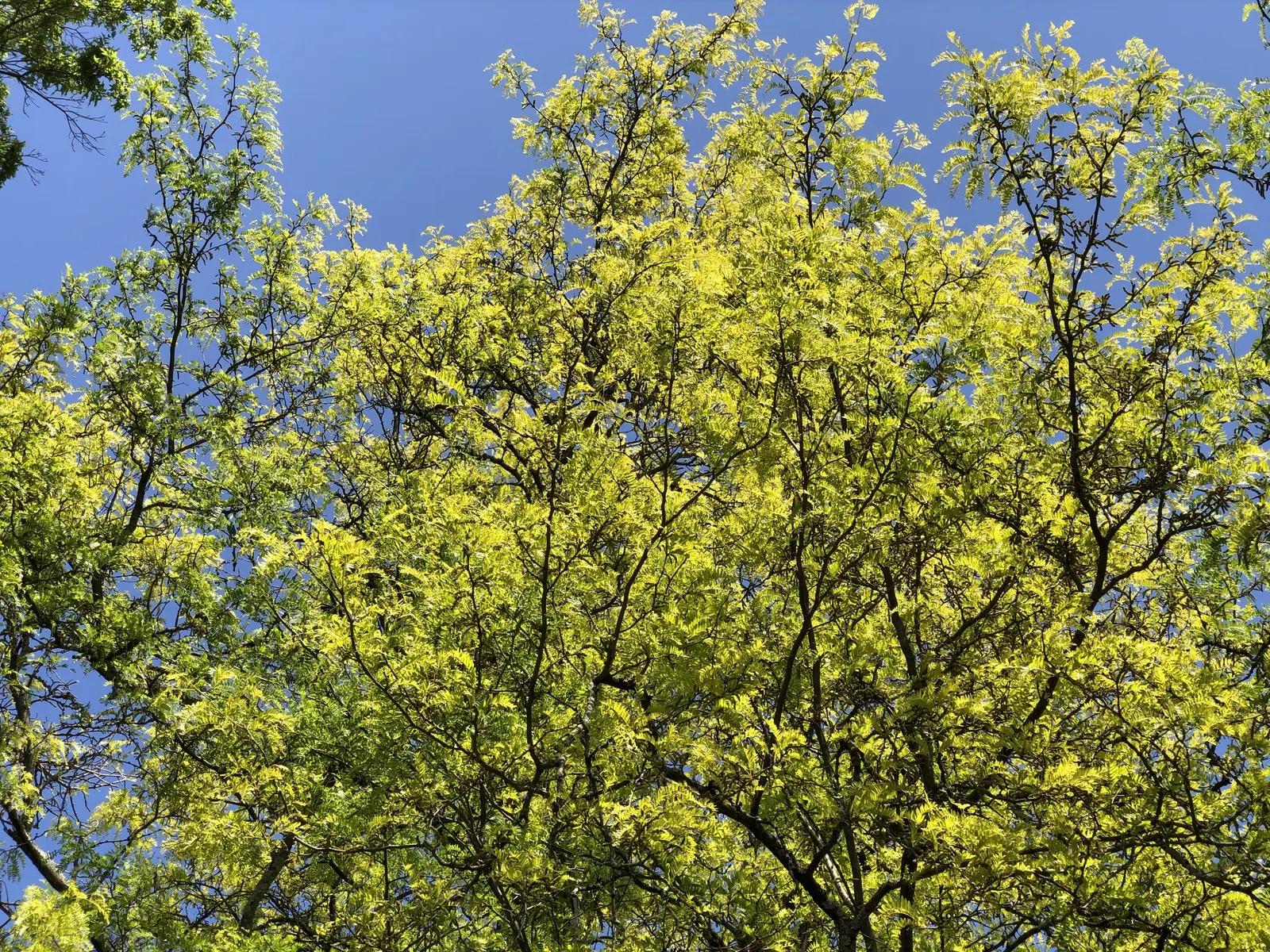 Sunburst Honey Locust (Gleditsia Triacanthos 'Sunburst') — which gradually transition to a fresh; in contrast to its parent species