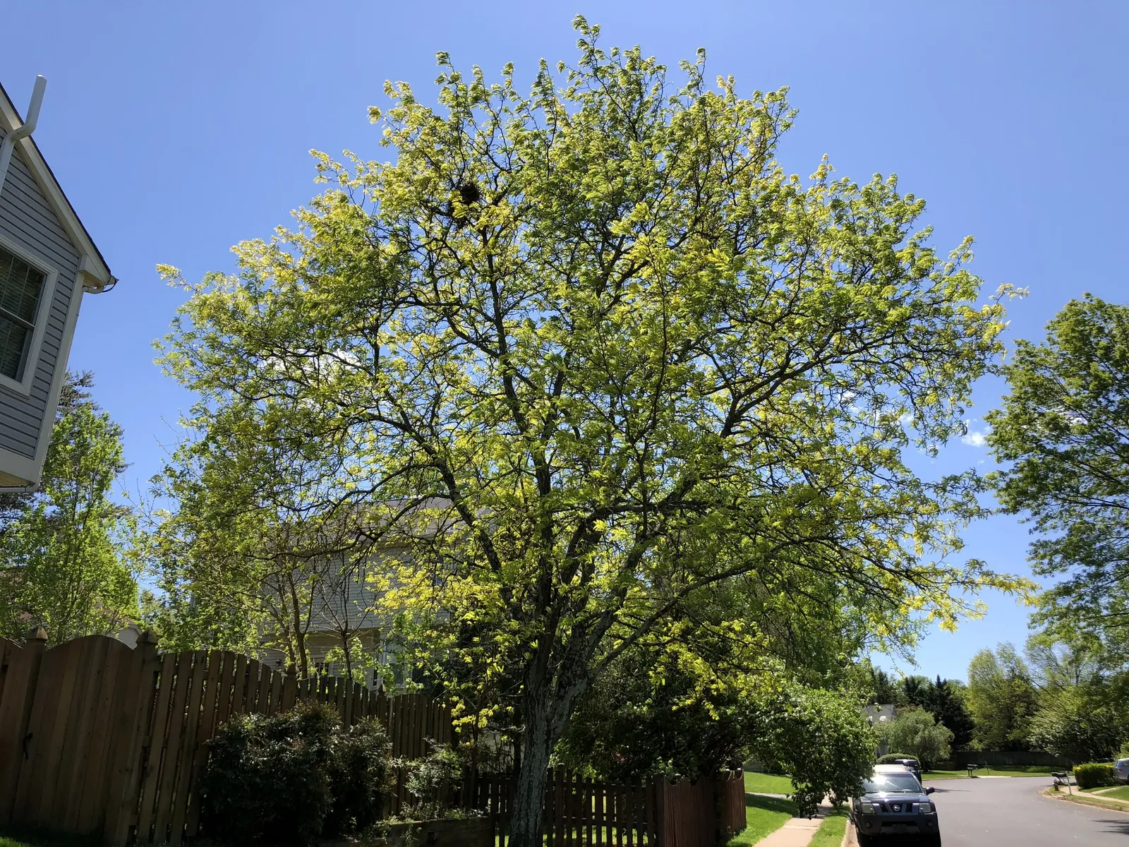 Sunburst Honey Locust (Gleditsia Triacanthos 'Sunburst') — but it prefers well-drained conditions; its fine, open canopy and modest root system make it ideal