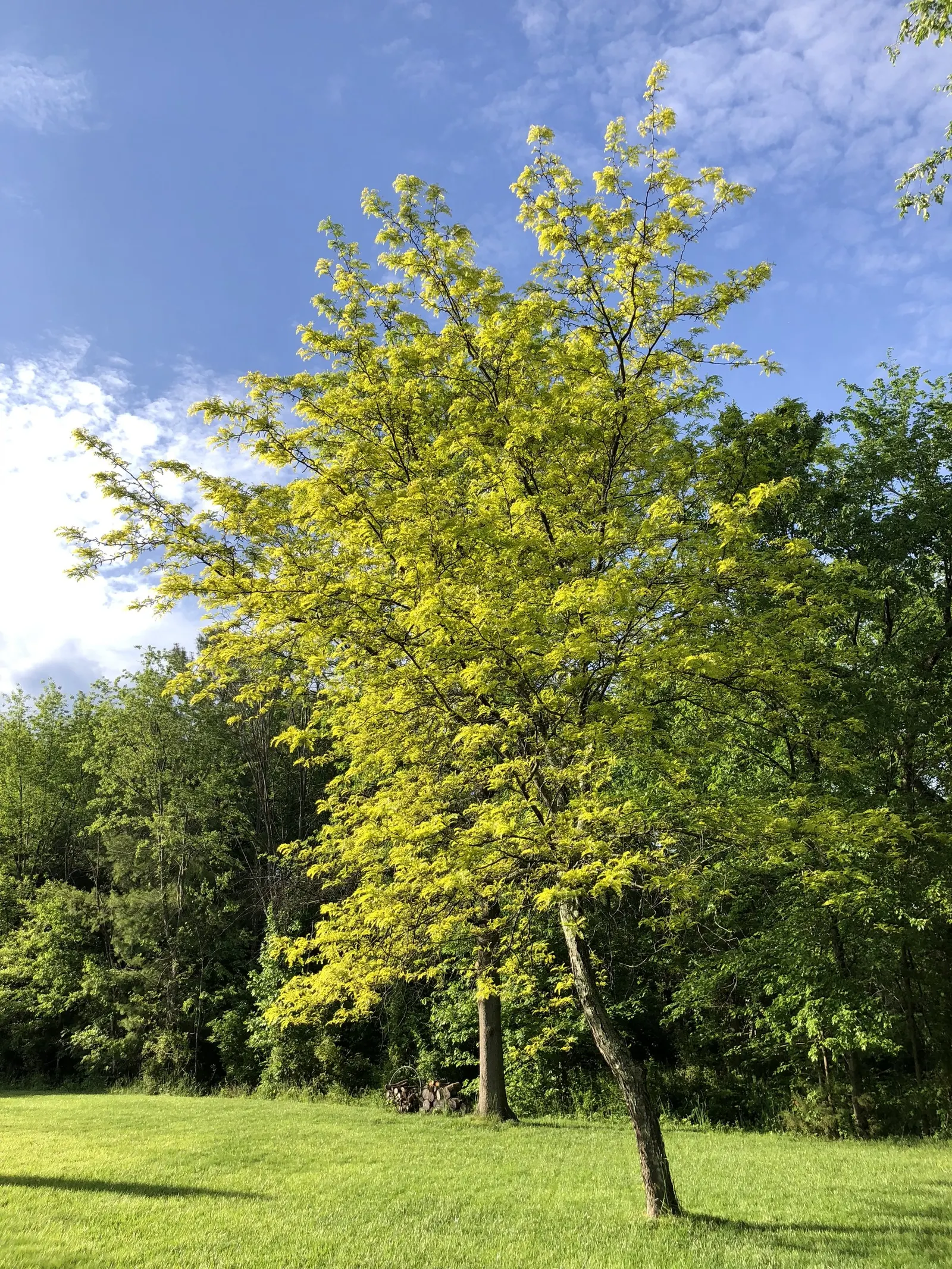 Sunburst Honey Locust (Gleditsia Triacanthos 'Sunburst') — in contrast to its parent species