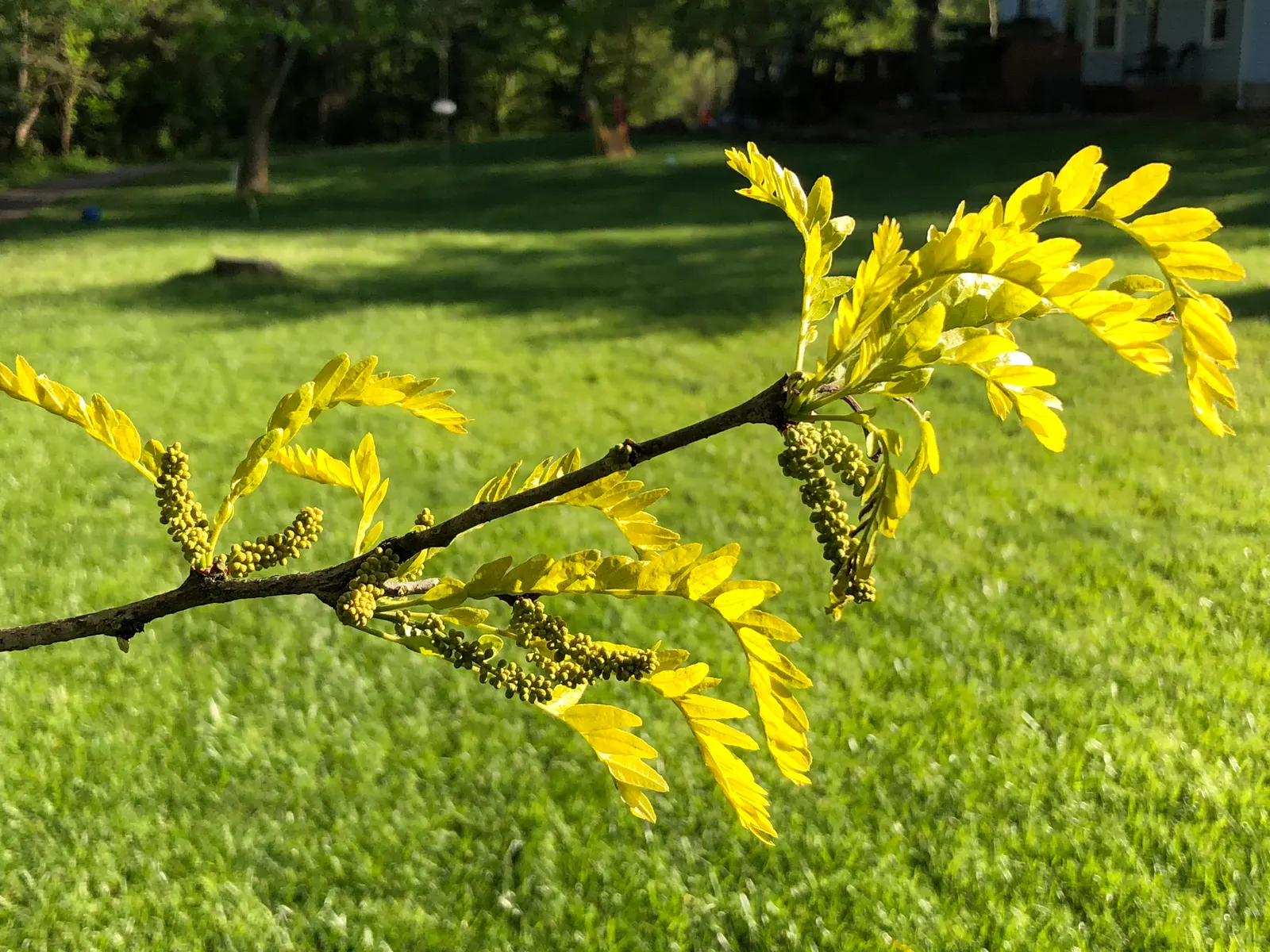 Sunburst Honey Locust (Gleditsia Triacanthos 'Sunburst') — is a captivating deciduous tree renowned for its stunning foliage and graceful; delicate leaves turn