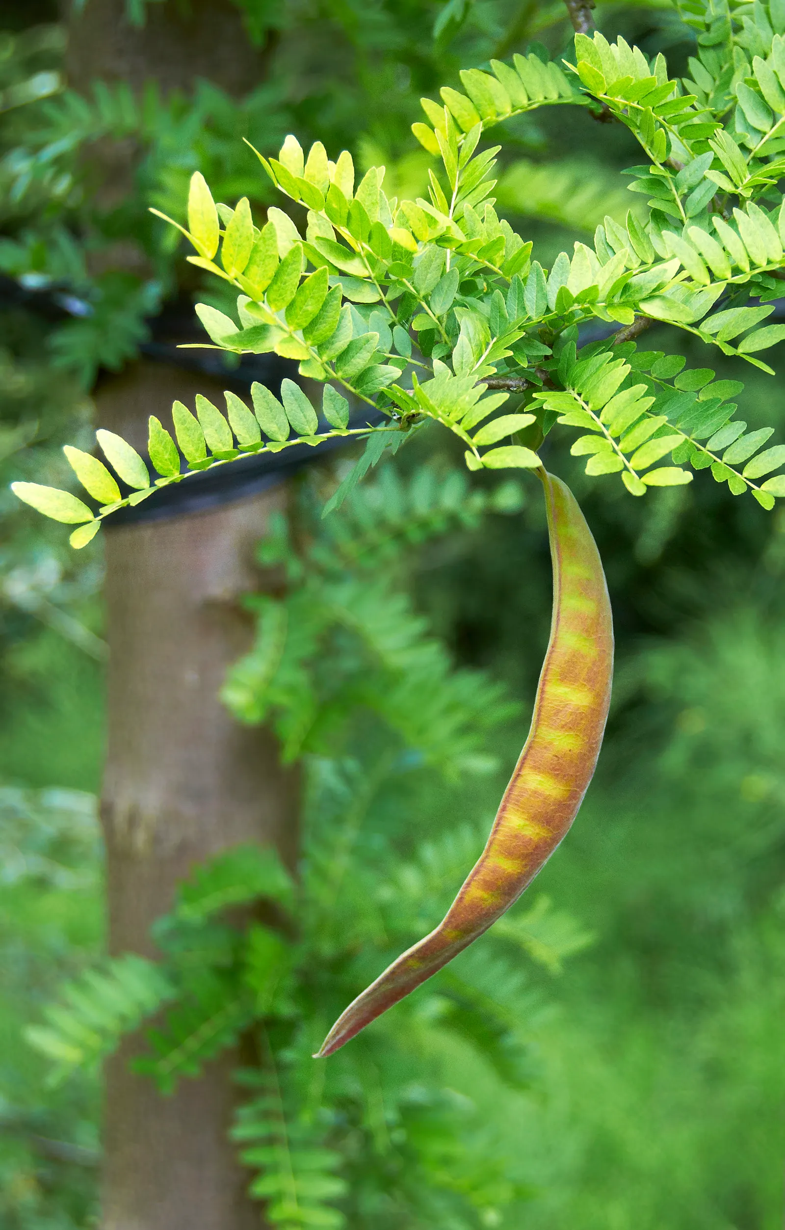 Sunburst Honey Locust (Gleditsia Triacanthos 'Sunburst') — is a captivating deciduous tree renowned for its stunning foliage and graceful