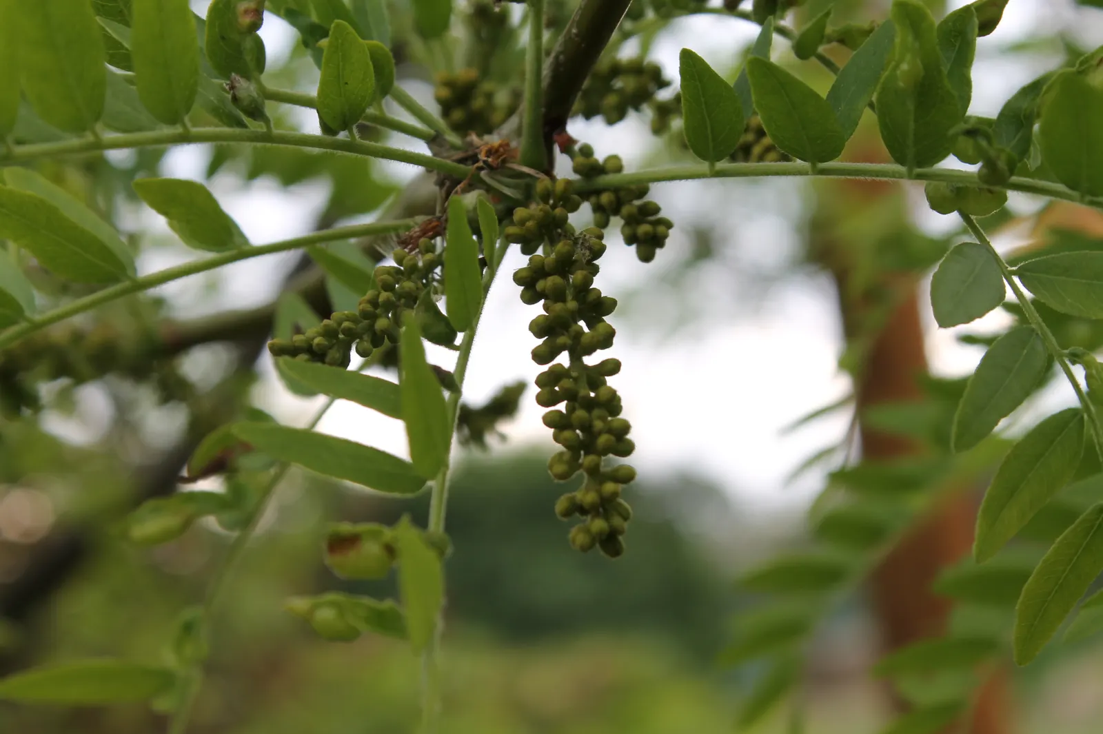 Sunburst Honey Locust (Gleditsia Triacanthos 'Sunburst') — it thrives in full sun and tolerates a wide range of soil types; the 'Sunburst' cultivar is mostly