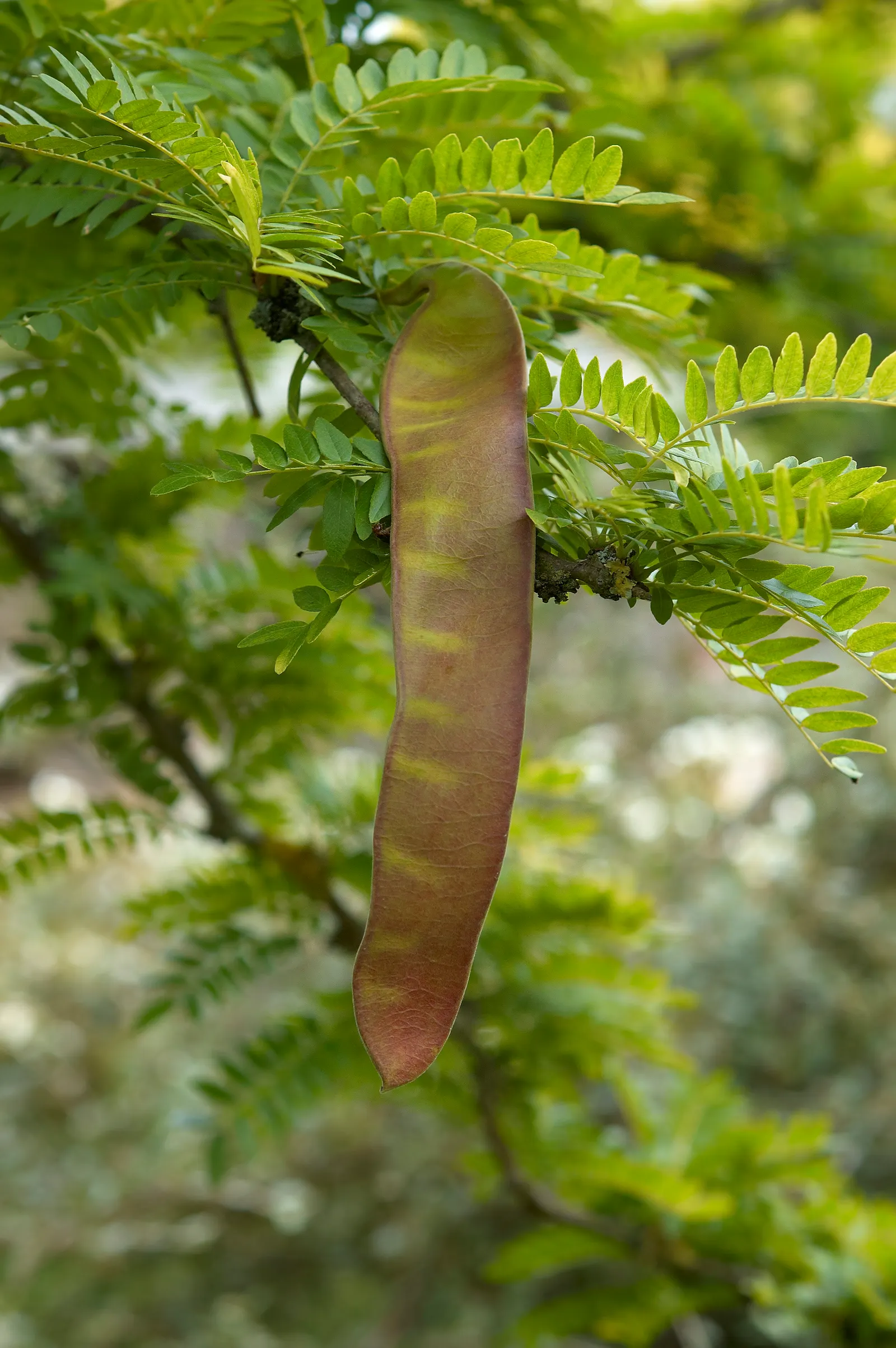 Sunburst Honey Locust (Gleditsia Triacanthos 'Sunburst') — both for its visual appeal and its adaptable nature