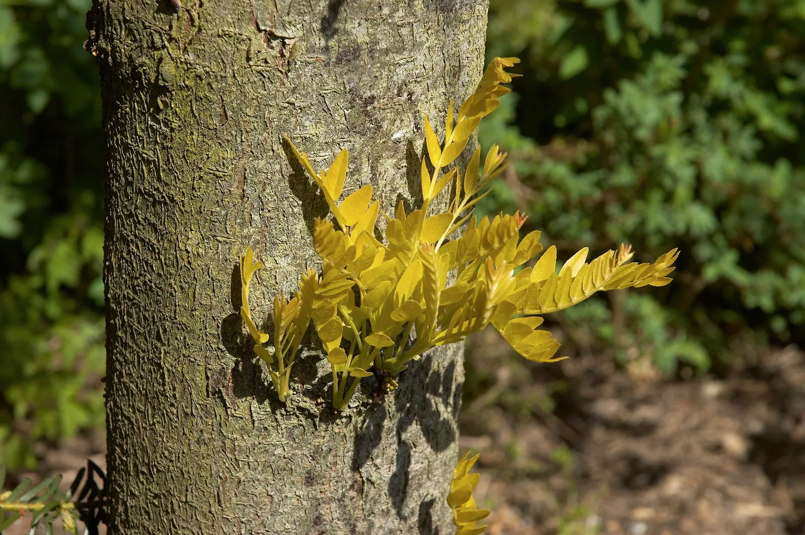 Sunburst Honey Locust (Gleditsia Triacanthos 'Sunburst') — scientifically named Gleditsia triacanthos 'Sunburst'; mature specimens reach approximately 30 to 40