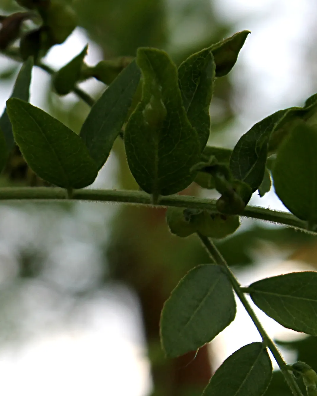 Sunburst Honey Locust (Gleditsia Triacanthos 'Sunburst') — <br><br>In the realm of landscape design; golden-yellow young leaves that emerge in the spring