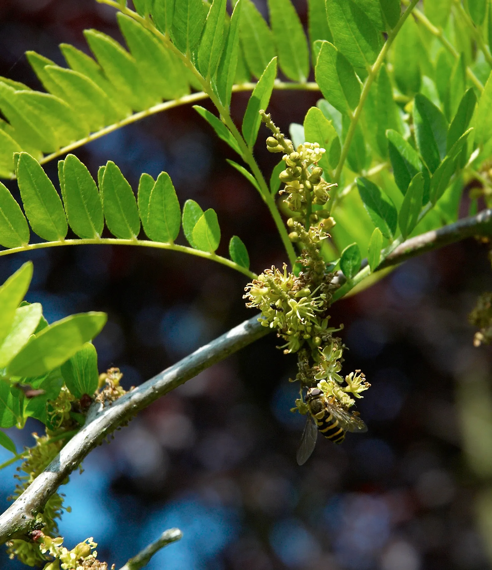 Sunburst Honey Locust (Gleditsia Triacanthos 'Sunburst') — and adaptable to various soil conditions; golden-yellow spring foliage that matures to a refreshing
