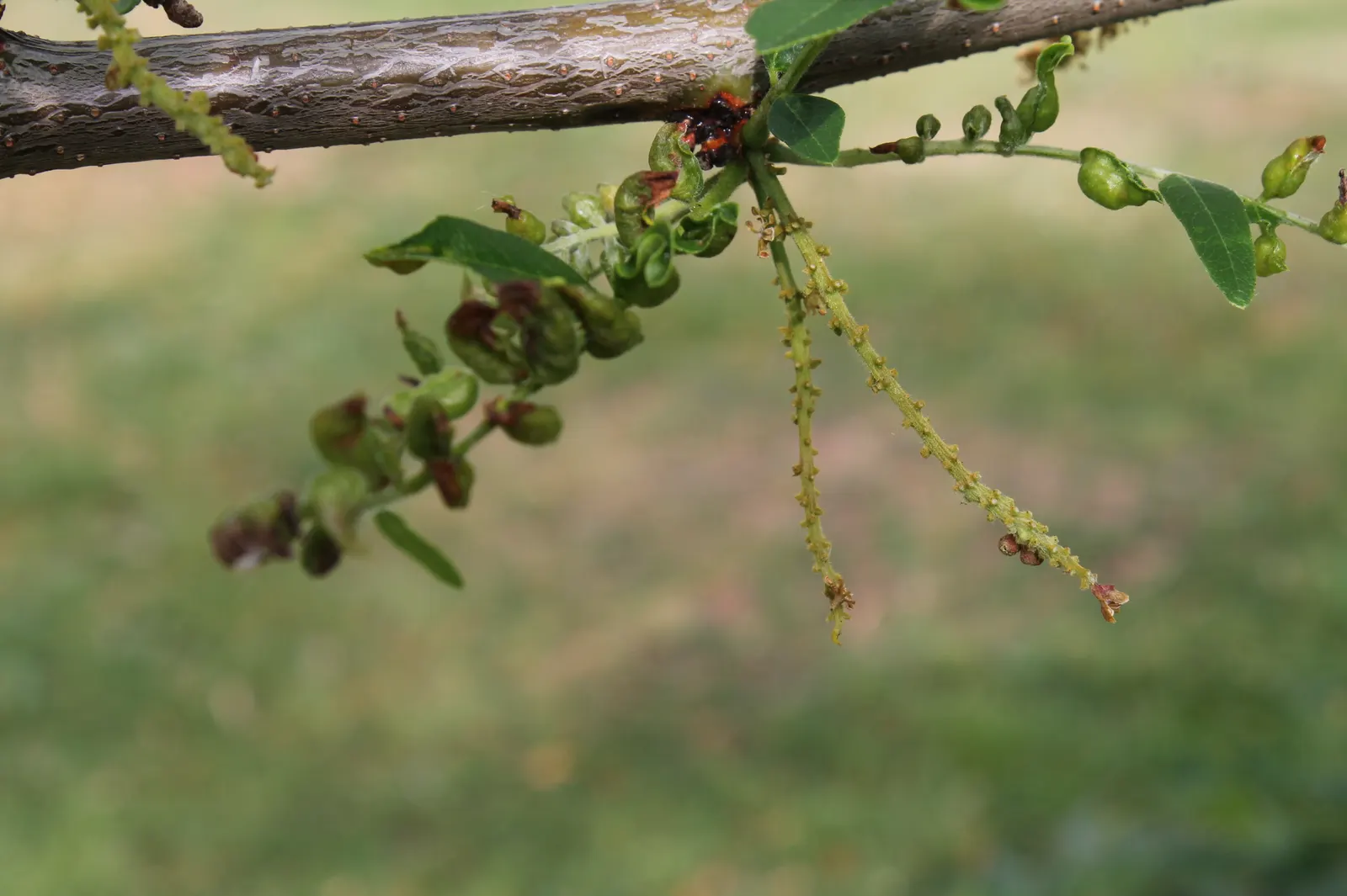 Sunburst Honey Locust (Gleditsia Triacanthos 'Sunburst') — which minimizes the need for seasonal cleanup; both for its visual appeal and its adaptable nature