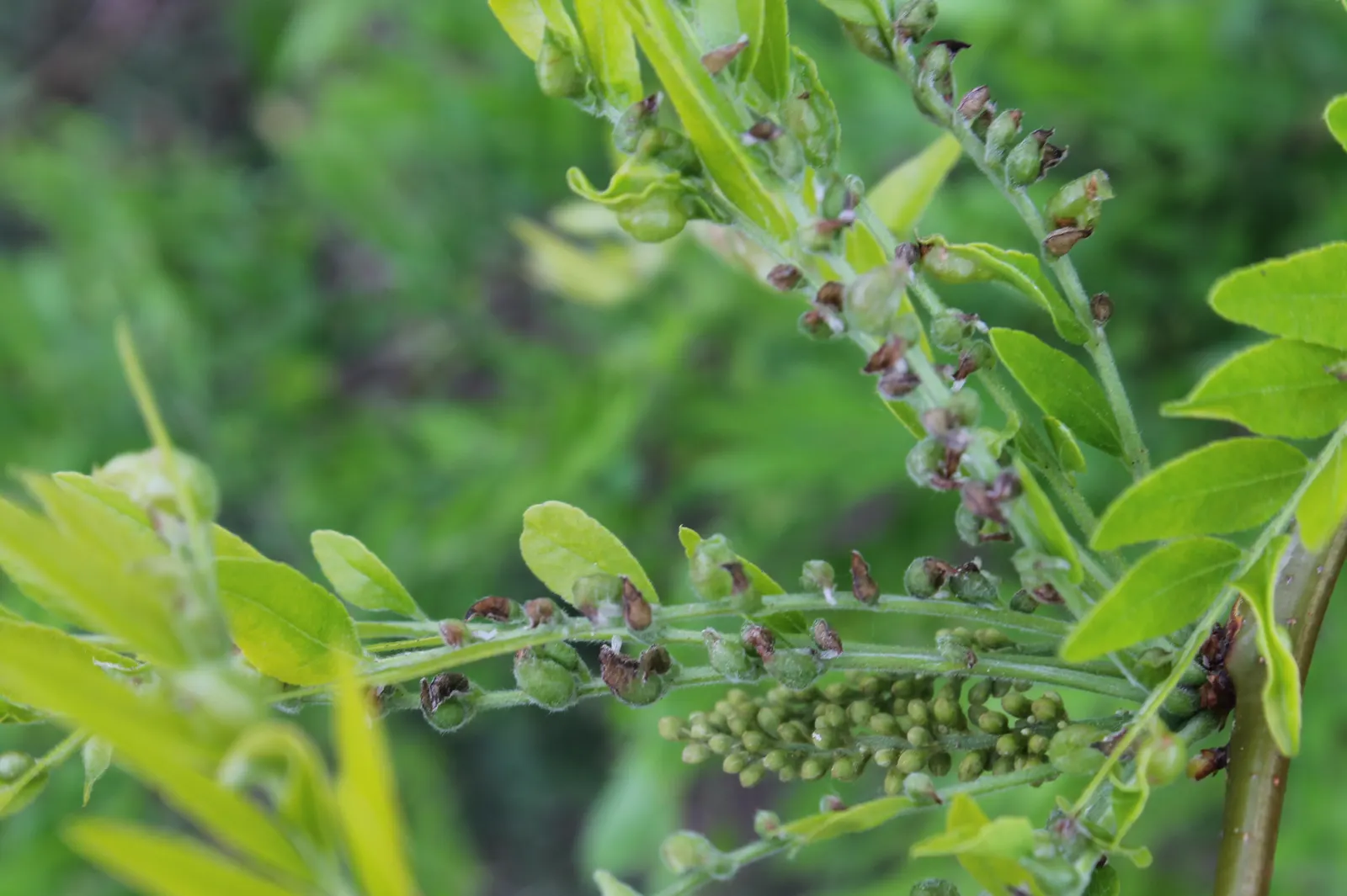 Sunburst Honey Locust (Gleditsia Triacanthos 'Sunburst') — golden-yellow young leaves that emerge in the spring; <br><br>In the realm of landscape design