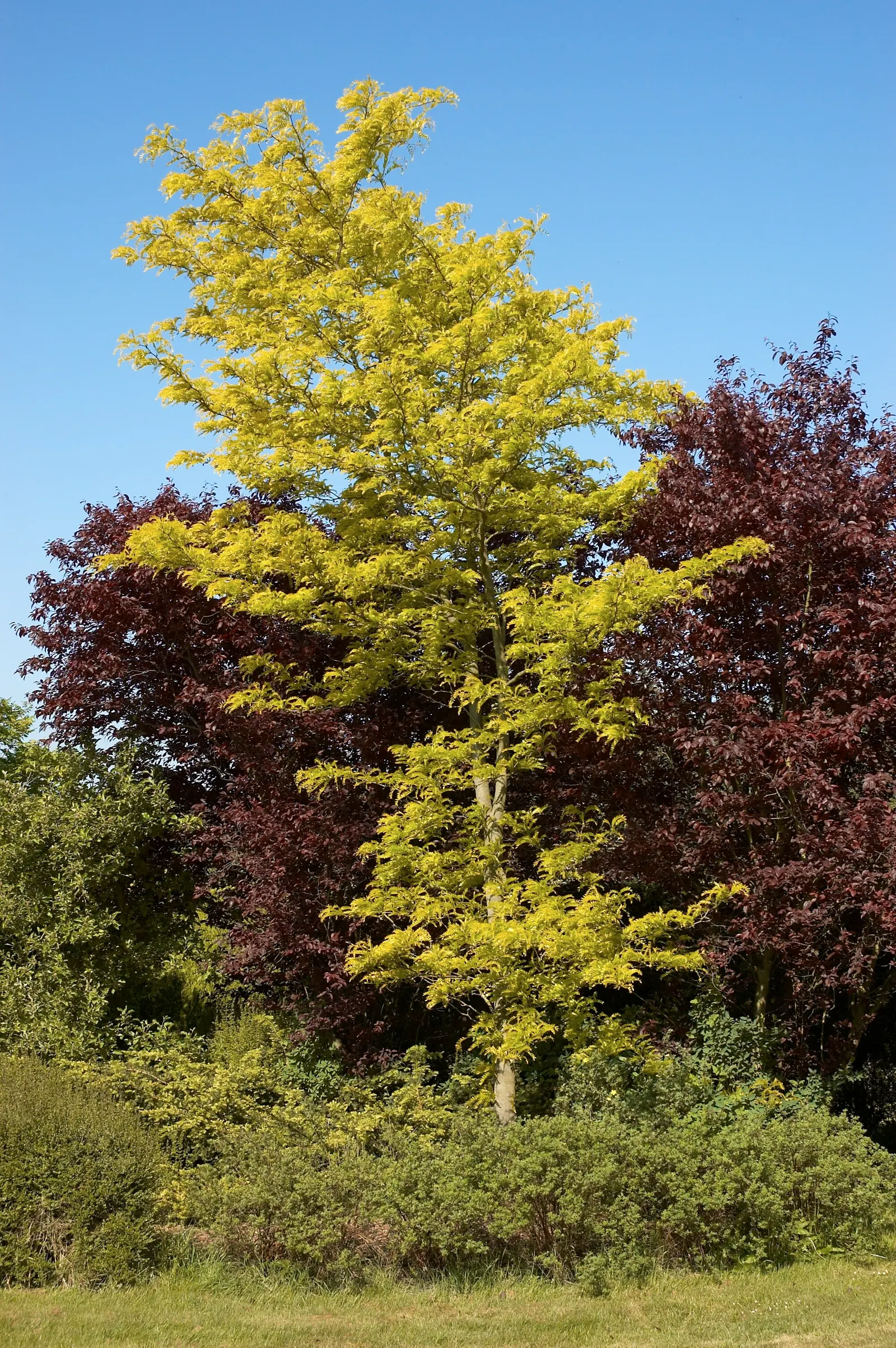 Sunburst Honey Locust (Gleditsia Triacanthos 'Sunburst') — but it prefers well-drained conditions