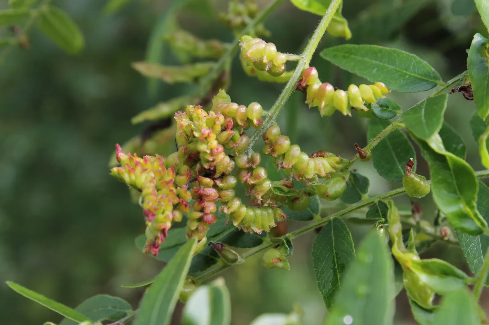 Sunburst Honey Locust (Gleditsia Triacanthos 'Sunburst') — the 'Sunburst' cultivar is mostly thornless and seedless; it thrives in full sun and tolerates a