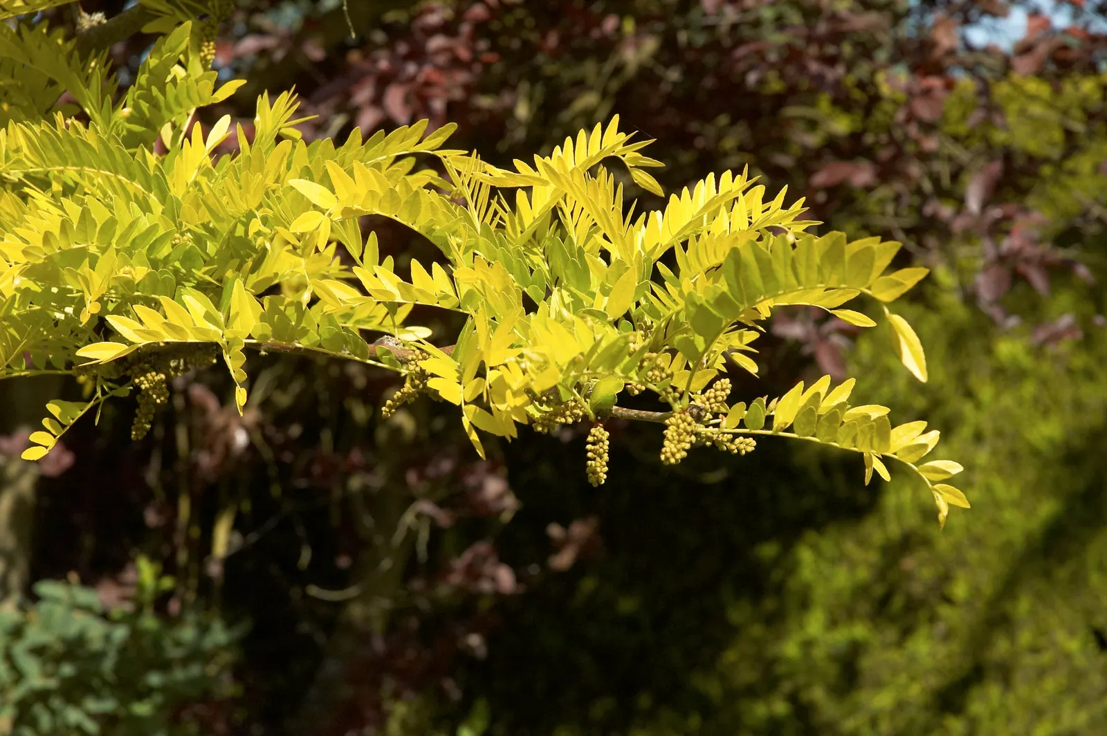 Sunburst Honey Locust (Gleditsia Triacanthos 'Sunburst') — golden-yellow spring foliage that matures to a refreshing green; and adaptable to various soil