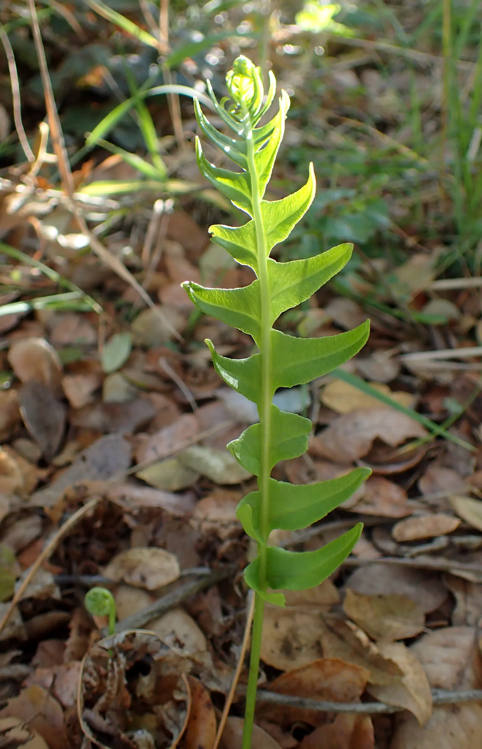 California Polypody (Polypodium Californicum) — is an evergreen fern native to the shaded and moist woodlands of California