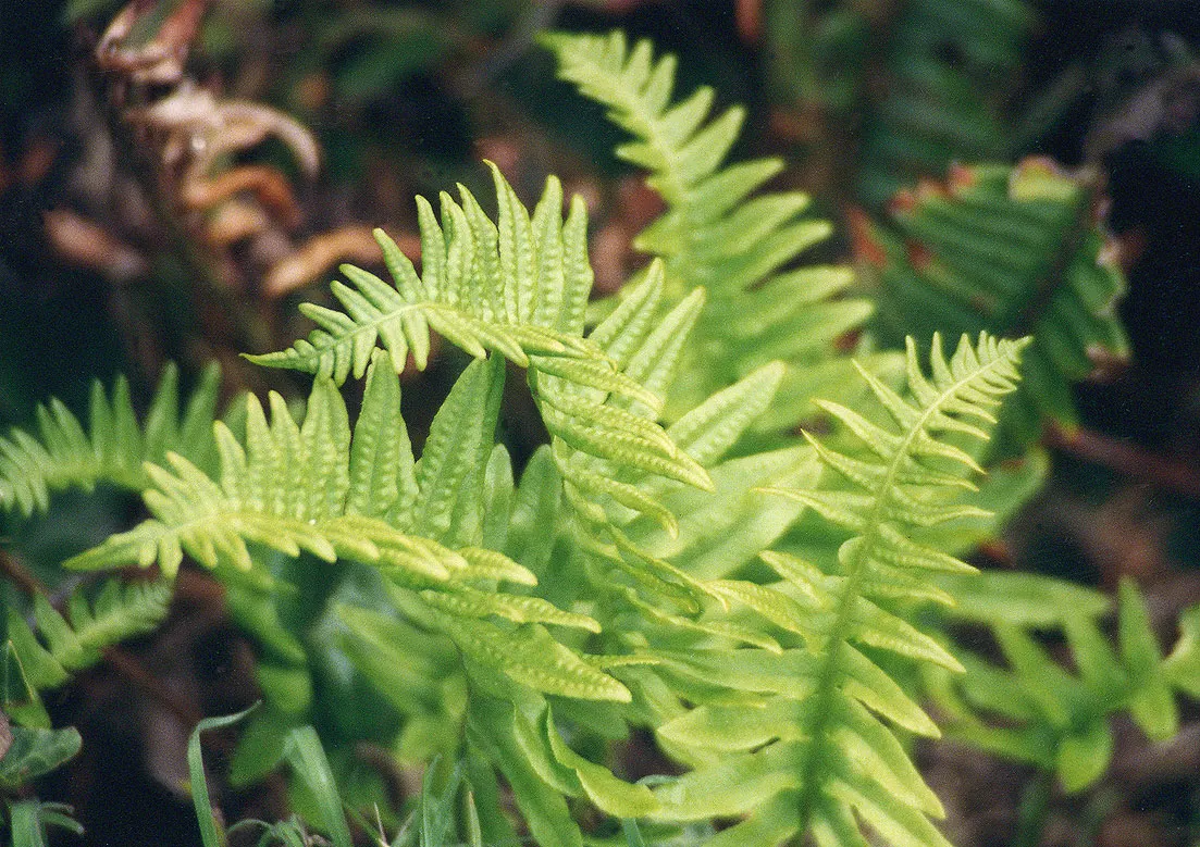 California Polypody (Polypodium Californicum) — and naturally resists pests