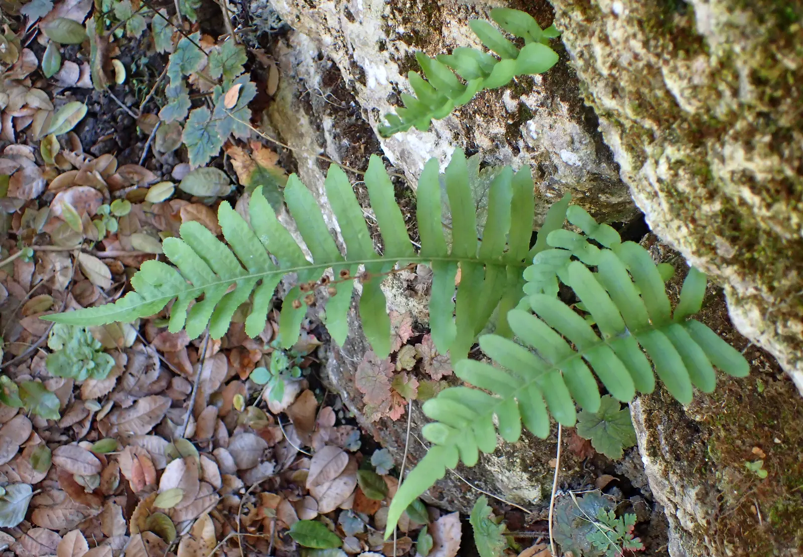California Polypody (Polypodium Californicum) — low-maintenance choice for landscapes