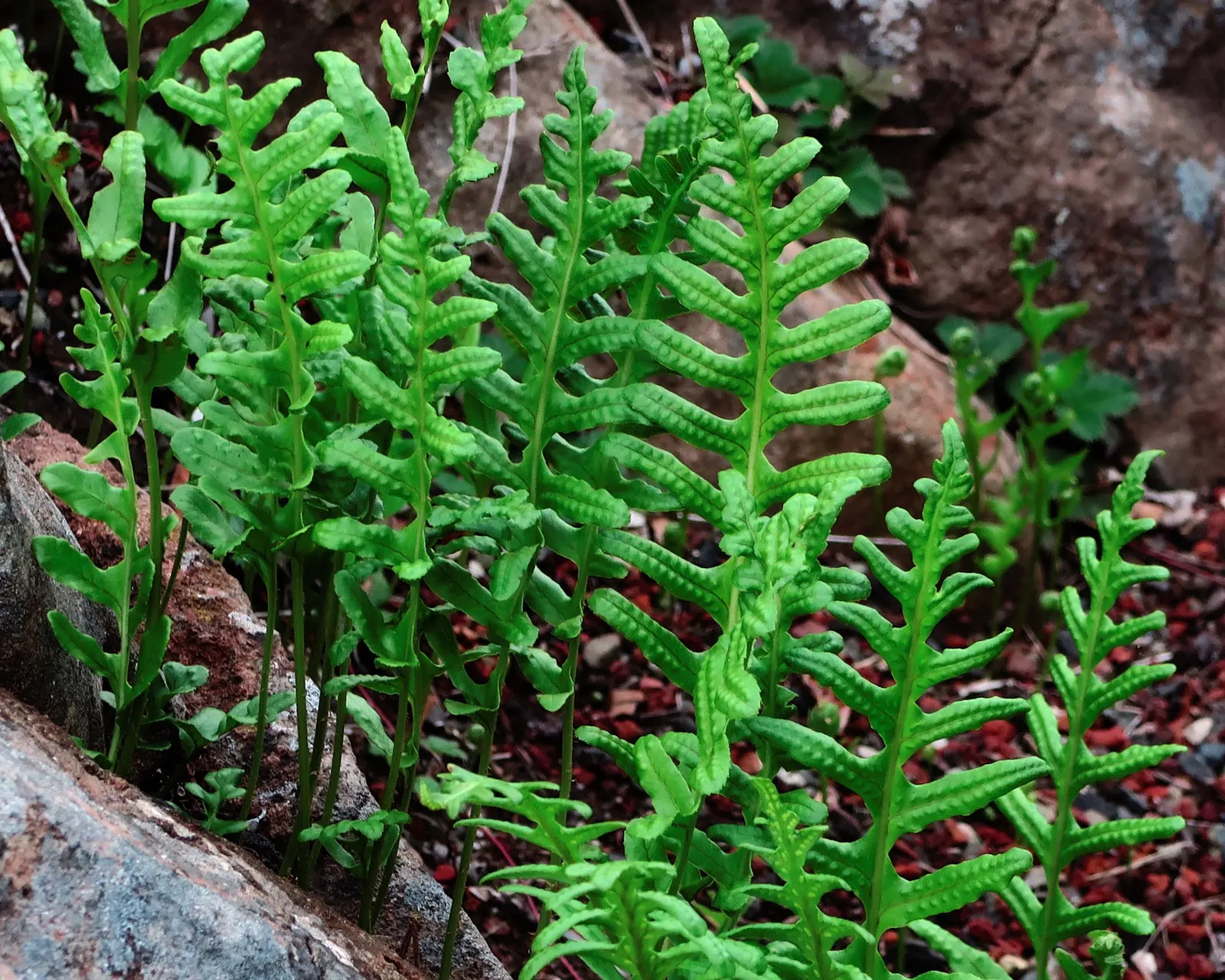 California Polypody (Polypodium Californicum) — Thriving in USDA zones 7-10, it grows 1-2 feet in height with a similar spread