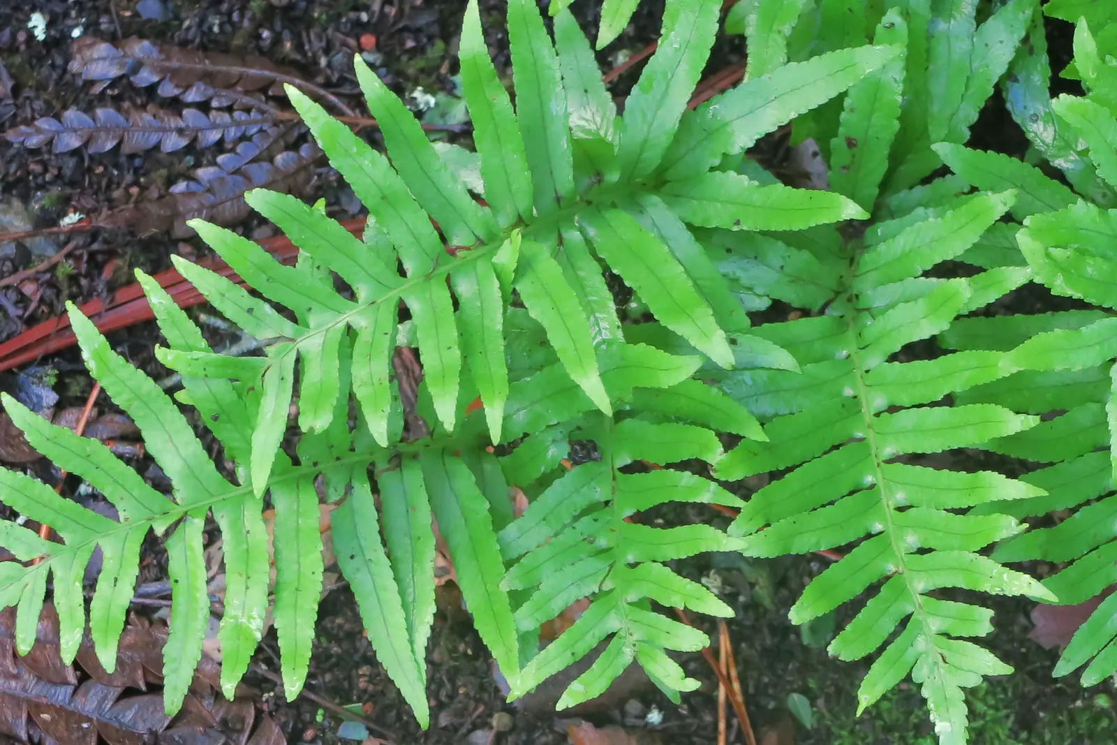 California Polypody (Polypodium Californicum) — drought-tolerant once established