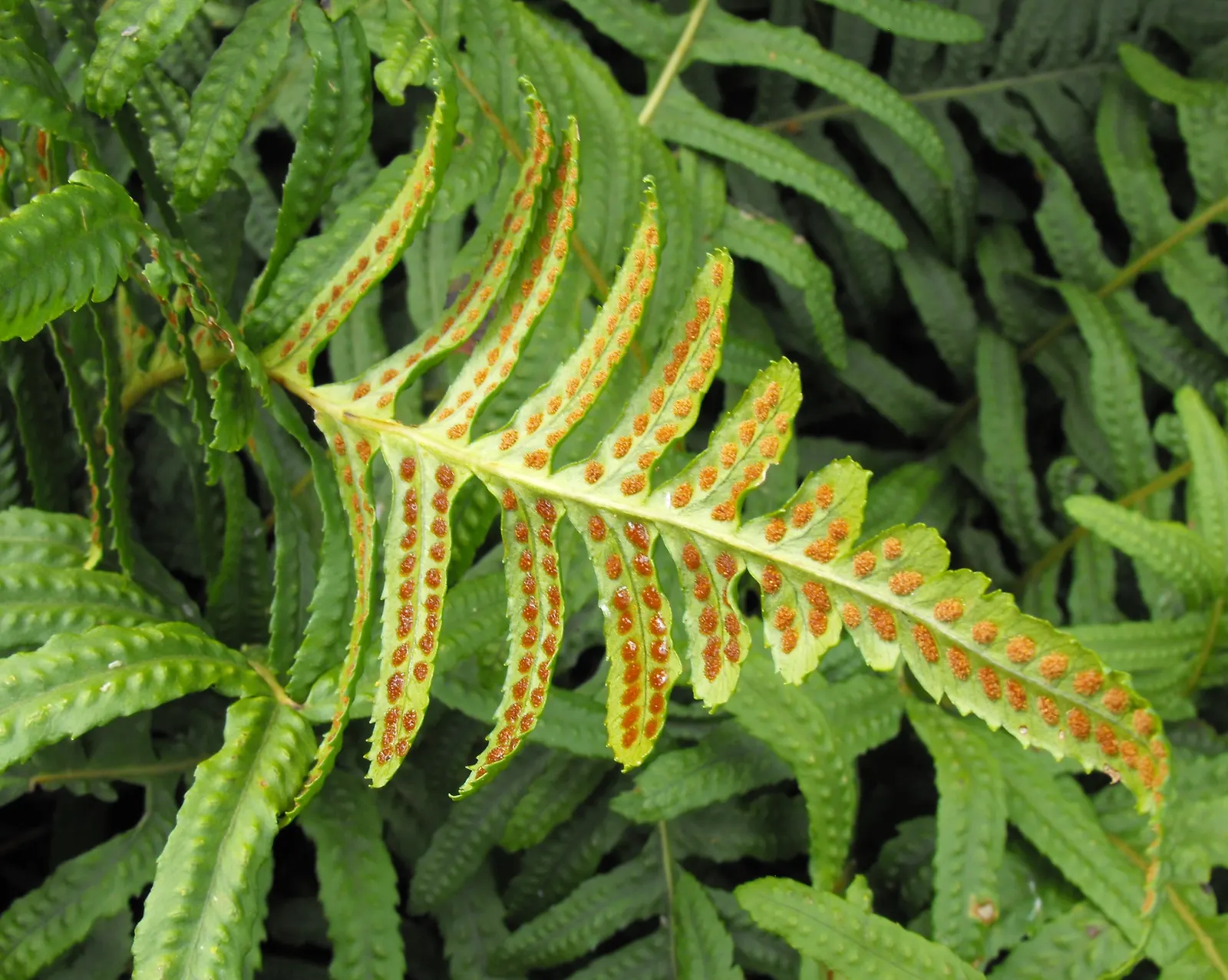 California Polypody (Polypodium Californicum) — Its distinctive, leathery green fronds add lush texture to woodland gardens and shaded areas