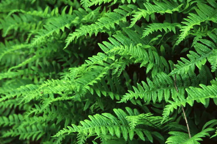 California Polypody (Polypodium Californicum) — Polypodium californicum, or California Polypody, is a versatile evergreen fern
