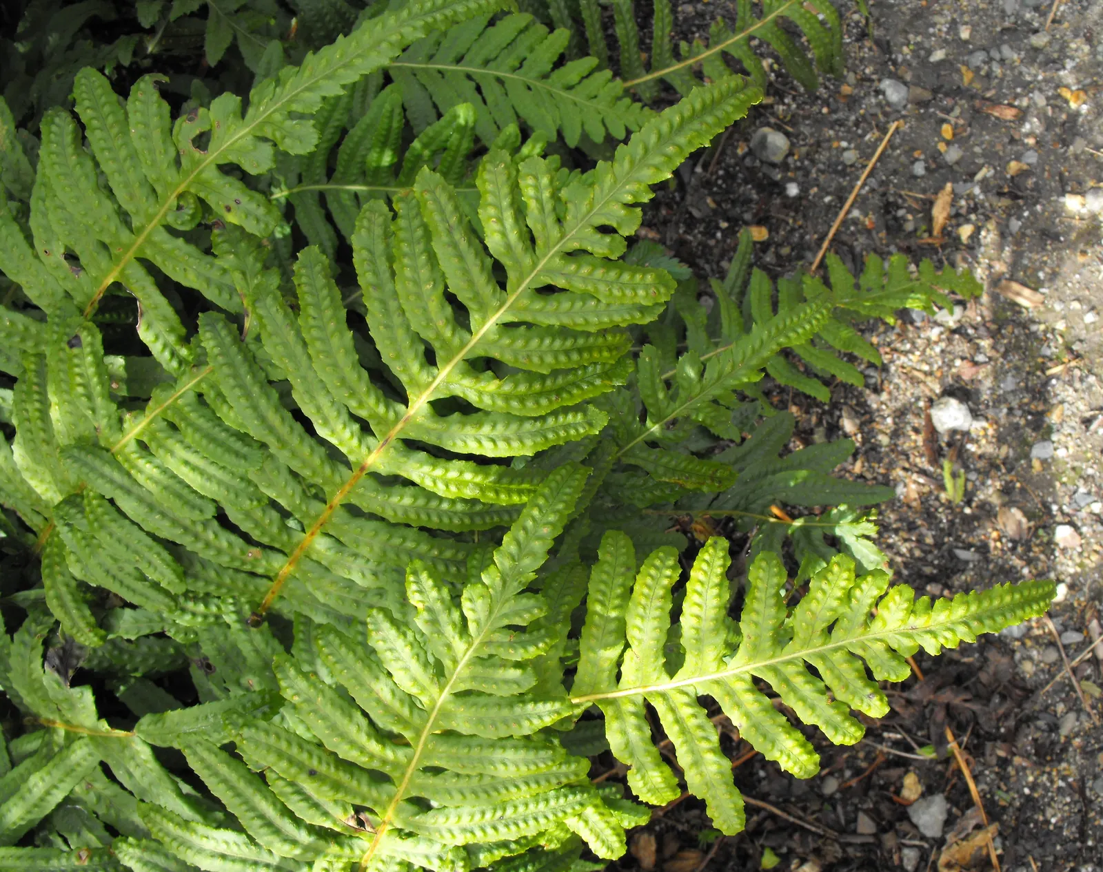 California Polypody (Polypodium Californicum) — Prefers shade to partial sun and well-draining soil