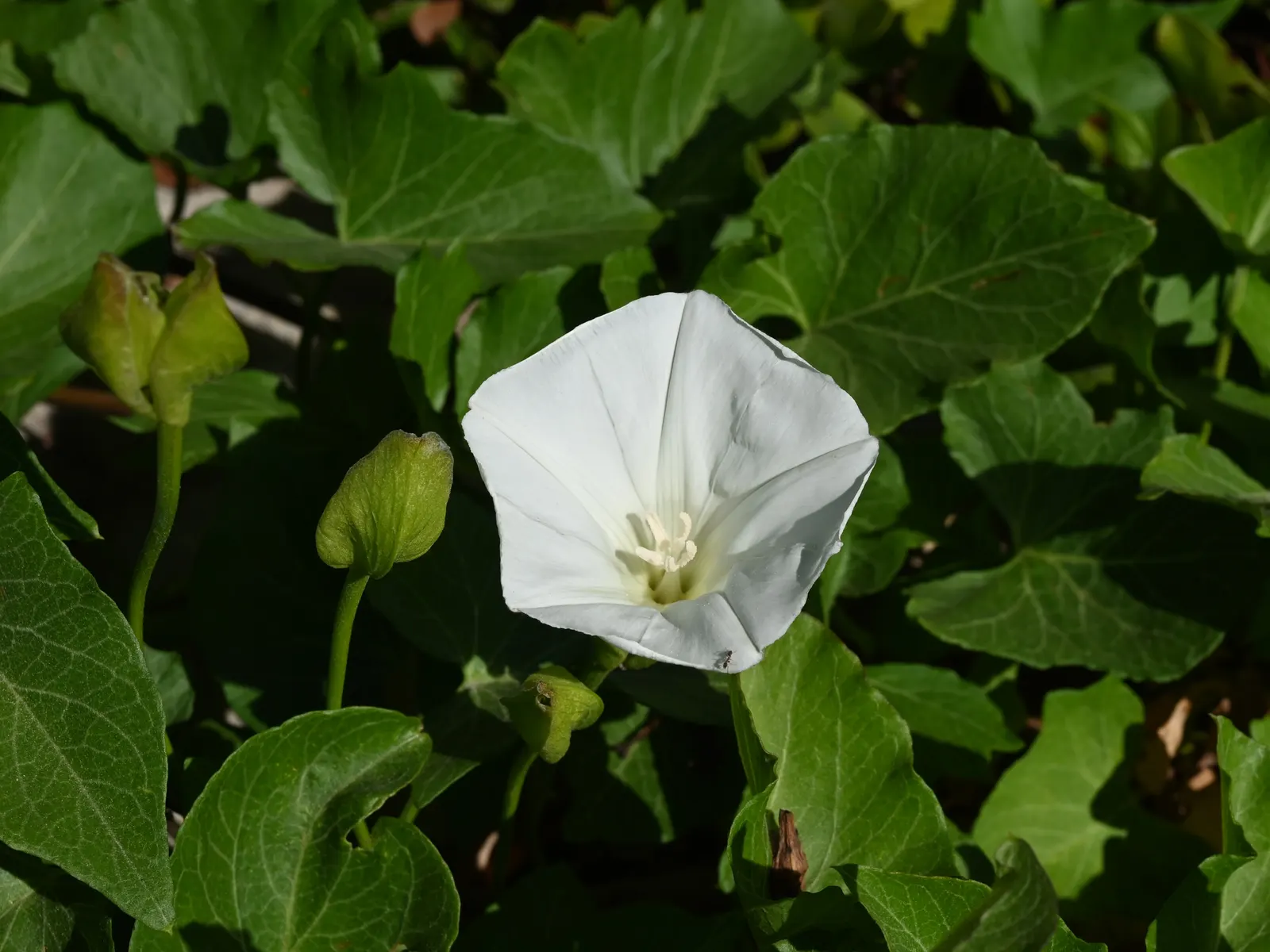 Island Morning Glory (Calystegia Macrostegia) — which is beneficial for environmentally conscious landscaping designs.<br><br>When educating clients