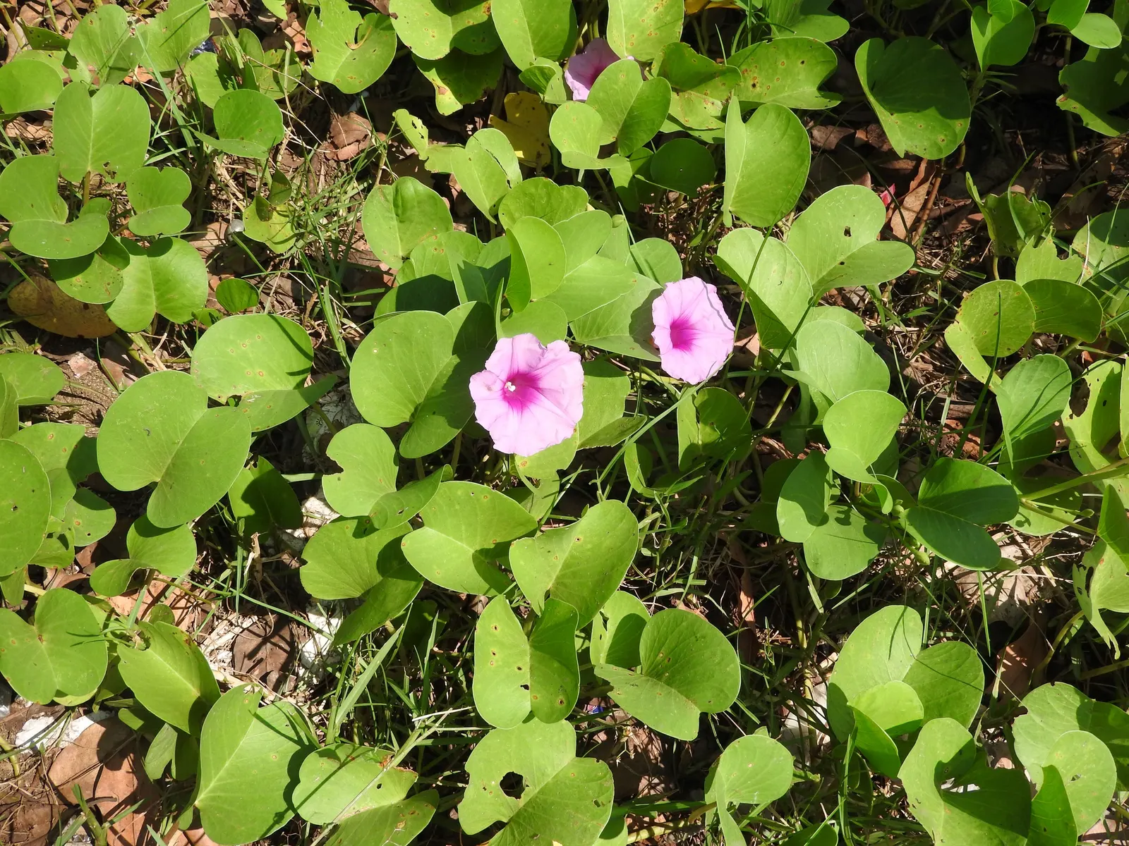Island Morning Glory (Calystegia Macrostegia) — commonly referred to as Island Morning Glory; making it a versatile choice for various garden, image 59