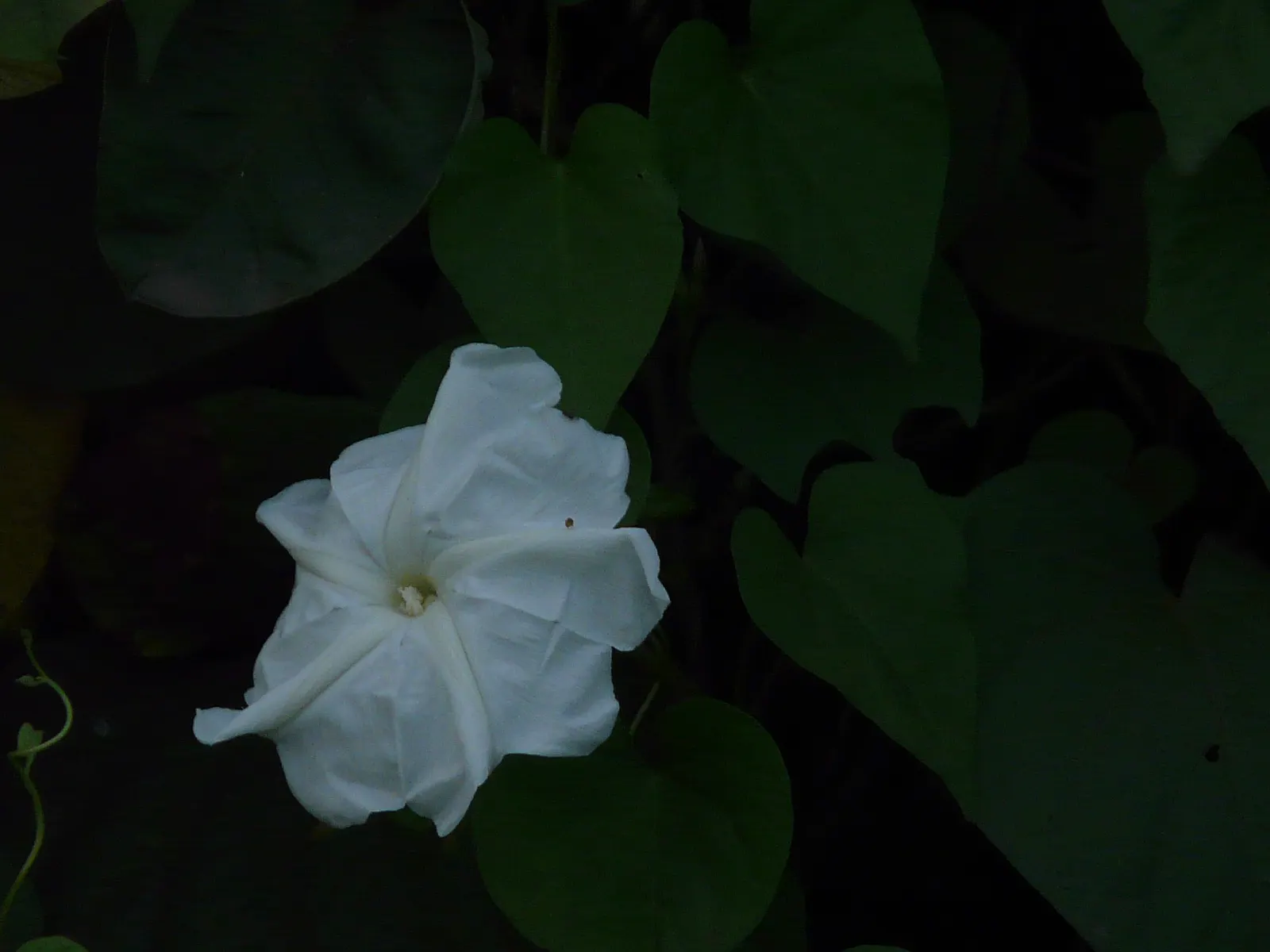 Island Morning Glory (Calystegia Macrostegia) — or as a groundcover.<br><br>From late spring through early fall