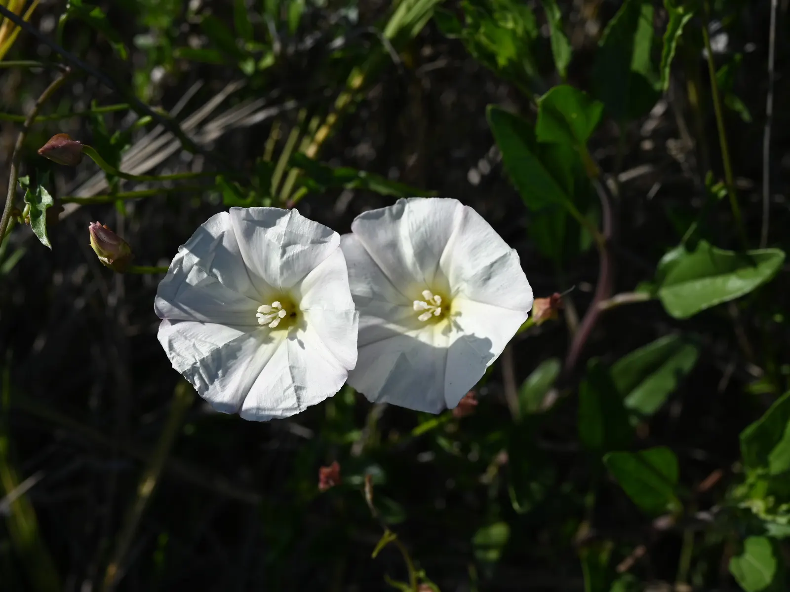 Island Morning Glory (Calystegia Macrostegia) — commonly referred to as Island Morning Glory