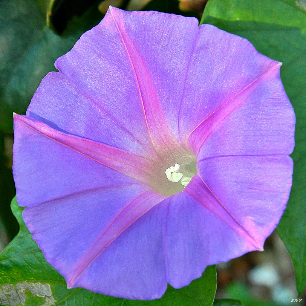 Island Morning Glory (Calystegia Macrostegia) — vine for full or half; which is beneficial for environmentally conscious landscaping designs.<br><br>When