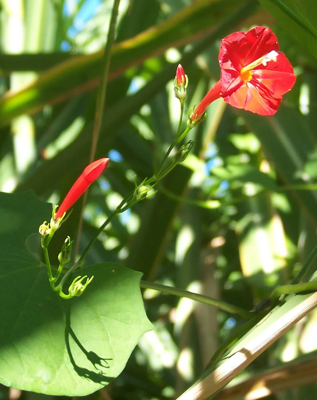Island Morning Glory (Calystegia Macrostegia) — the Island Morning Glory favors well-drained soils and full to partial sunlight