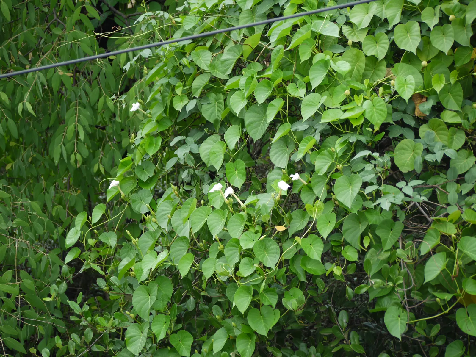Island Morning Glory (Calystegia Macrostegia) — vine for full or half