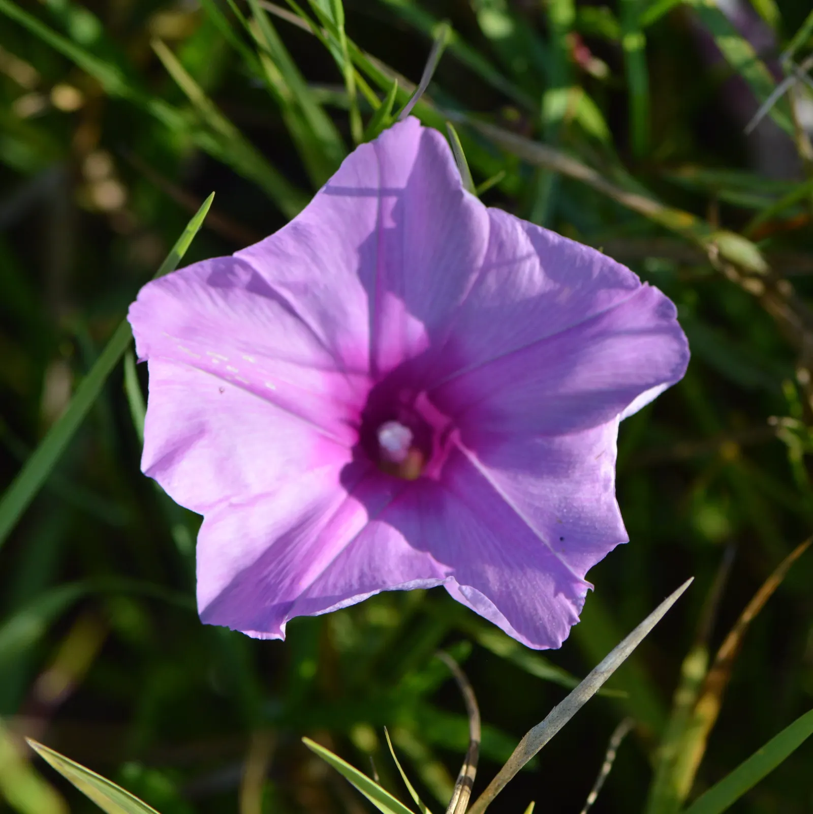 Island Morning Glory (Calystegia Macrostegia) — is a captivating and resilient perennial vine native to California's coastal regions and Channel, image 34