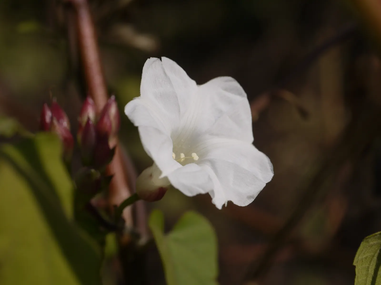 Island Morning Glory (Calystegia Macrostegia) — Ideal for creating lush backdrops or groundcovers