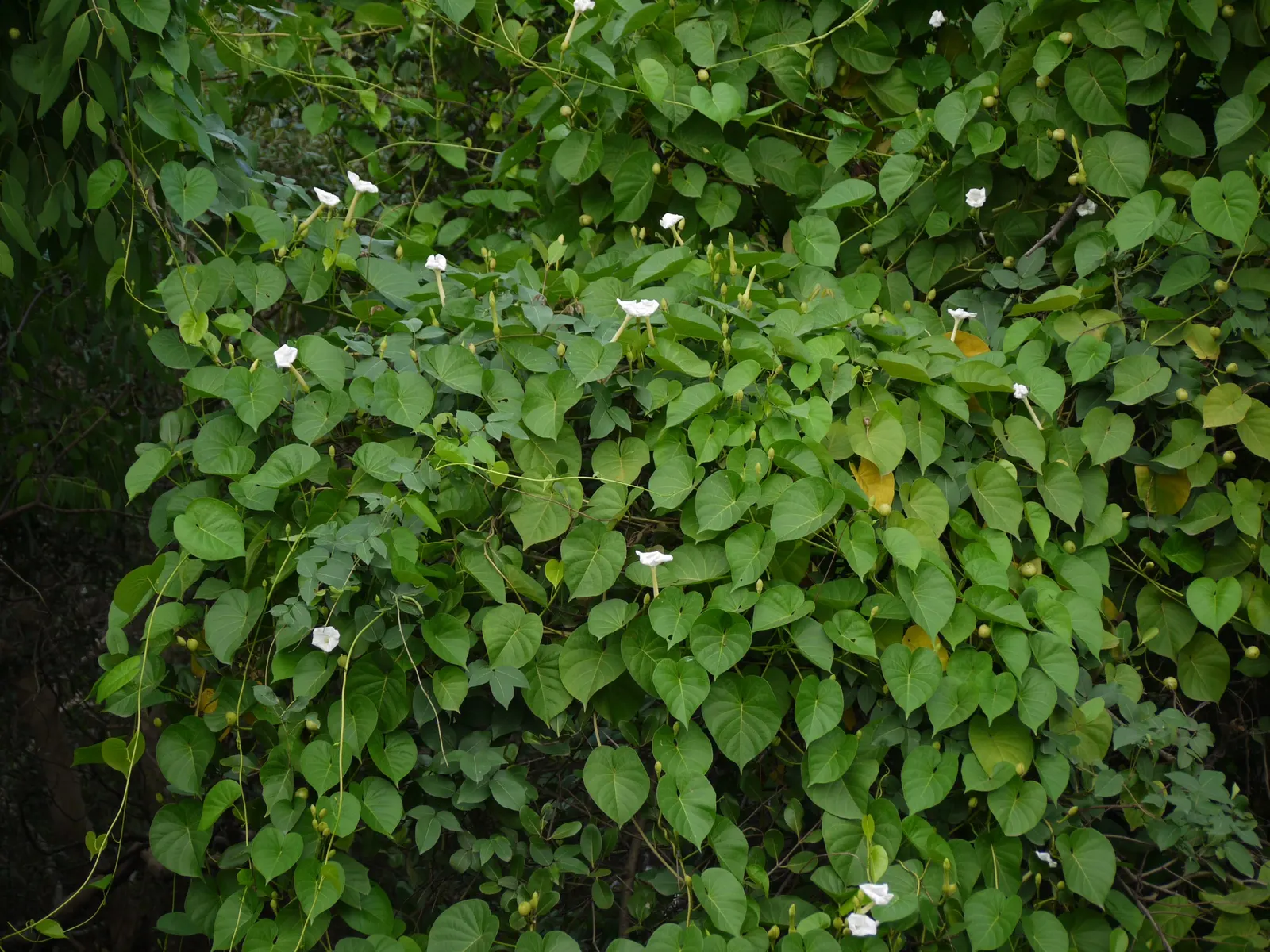Island Morning Glory (Calystegia Macrostegia) — The Island Morning Glory boasts heart-shaped leaves; is a captivating and resilient perennial vine native to