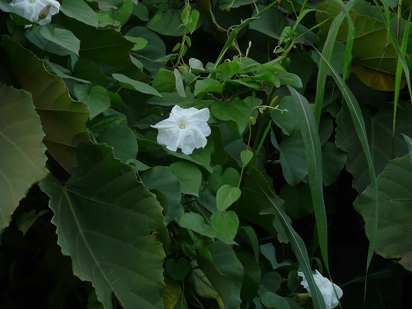 Island Morning Glory (Calystegia Macrostegia) — Boasting large, heart-shaped leaves and white to pale pink trumpet-shaped flowers, it spans up to 10-12 feet
